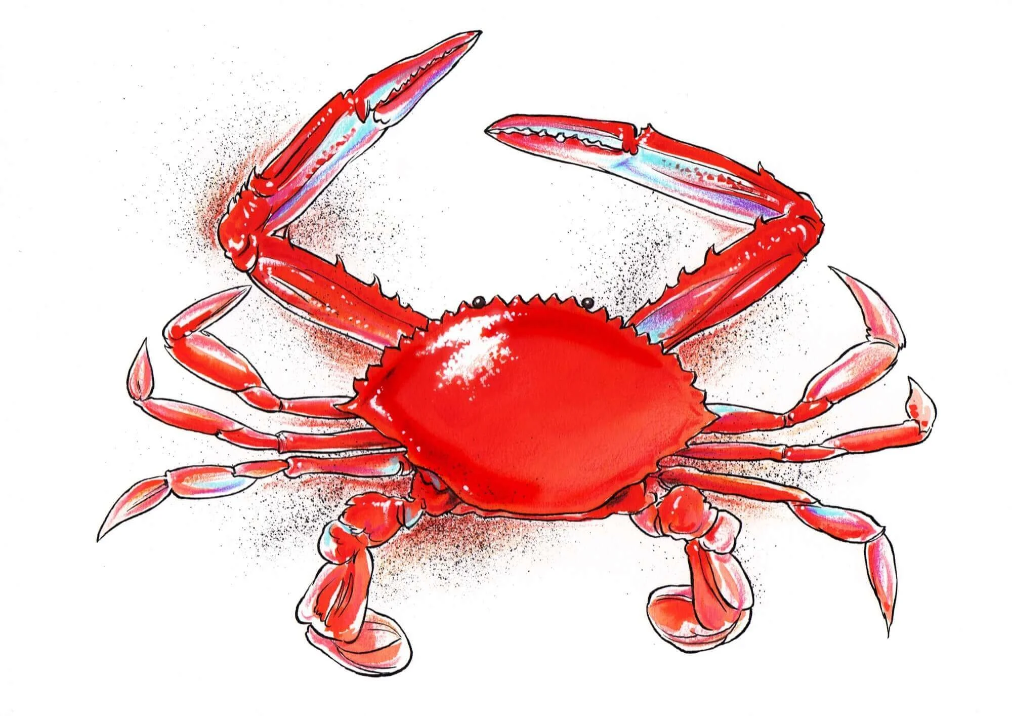 NATURE-Crab-Resized.jpg