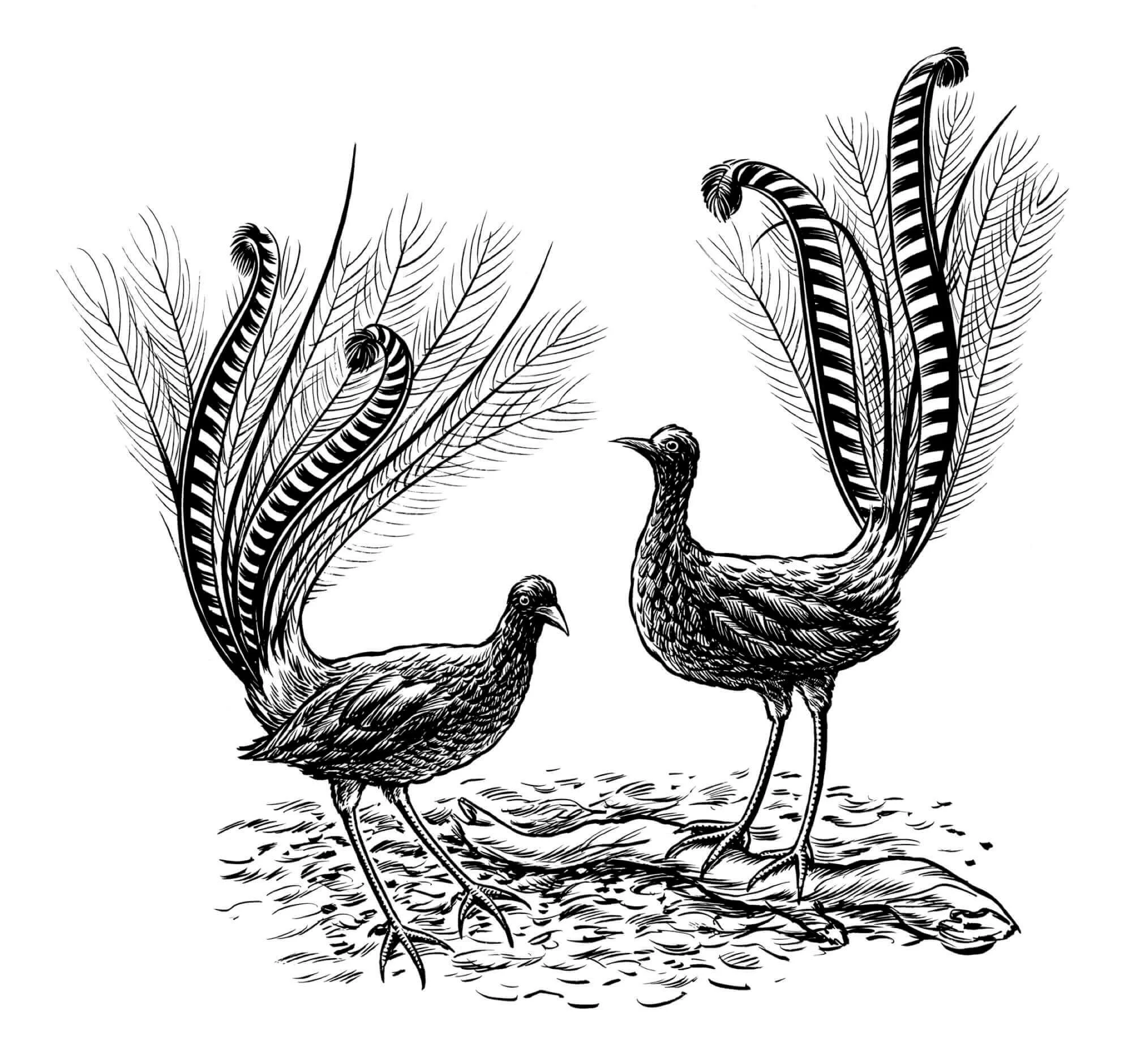 SCRAPERBOARD-Lyre-Bird-Resized.jpg