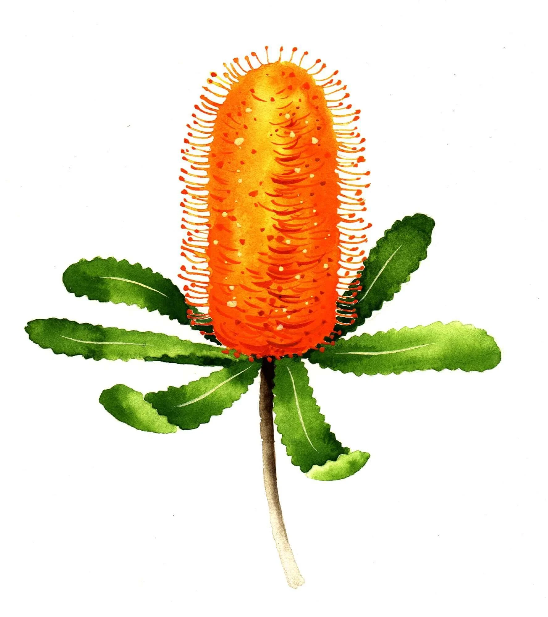 NATURE-Banksia-Resized.jpg