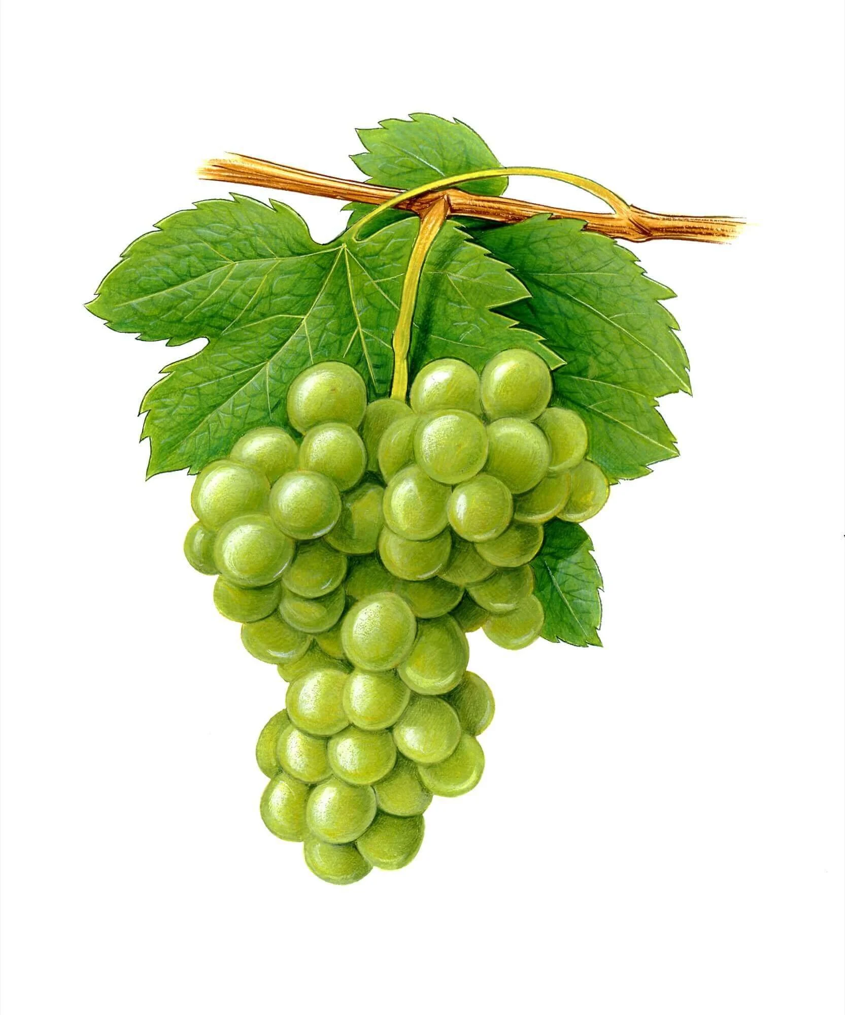 NATURE-White-grapes-Resized.jpg