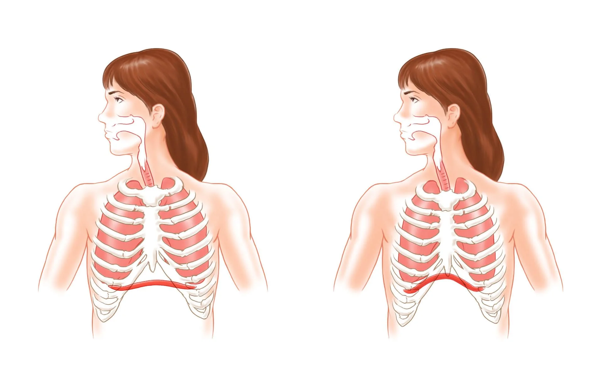 Diaphragm-function.jpg