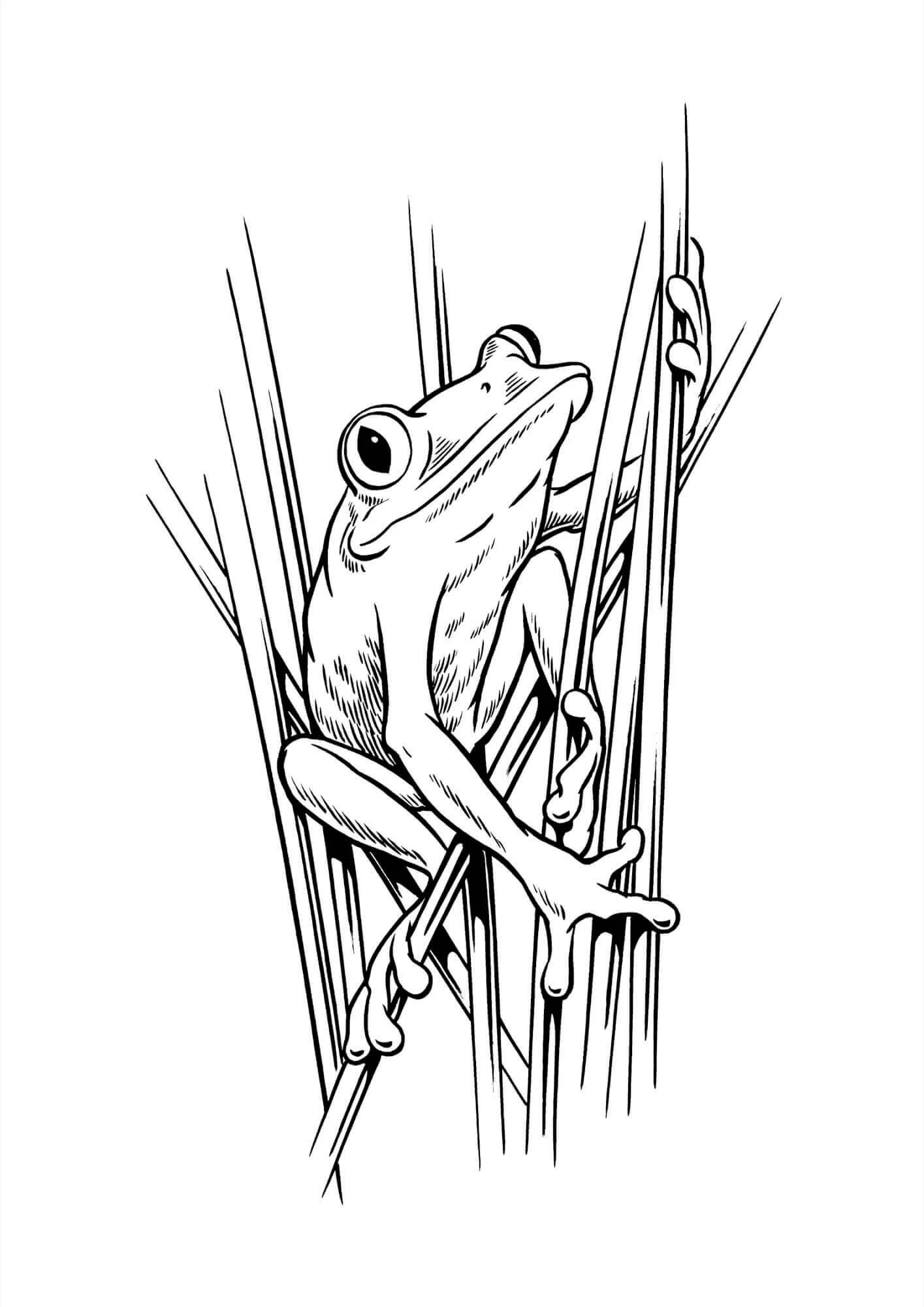 SCRAPERBOARD-Tree-frog-Resized.jpg