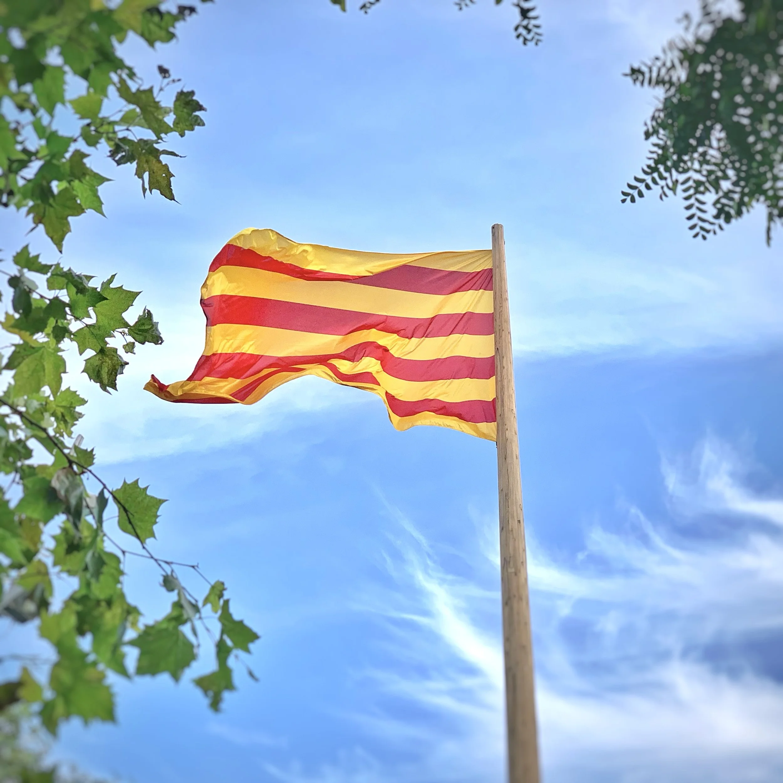 Drapeau catalan jaune avec des rayures rouges flottant dans le ciel bleu, encadré par des branches d'arbres.