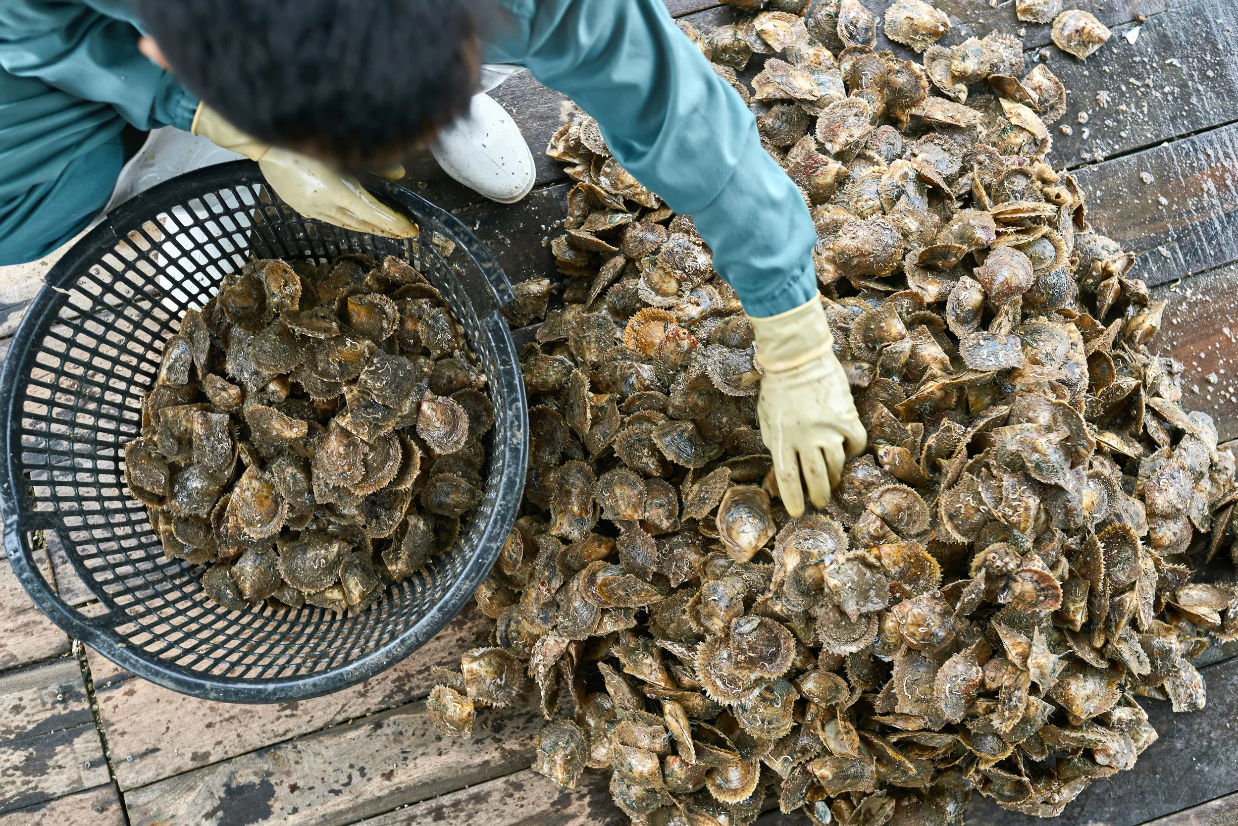 Aquaculture Pre-Harvest Screening