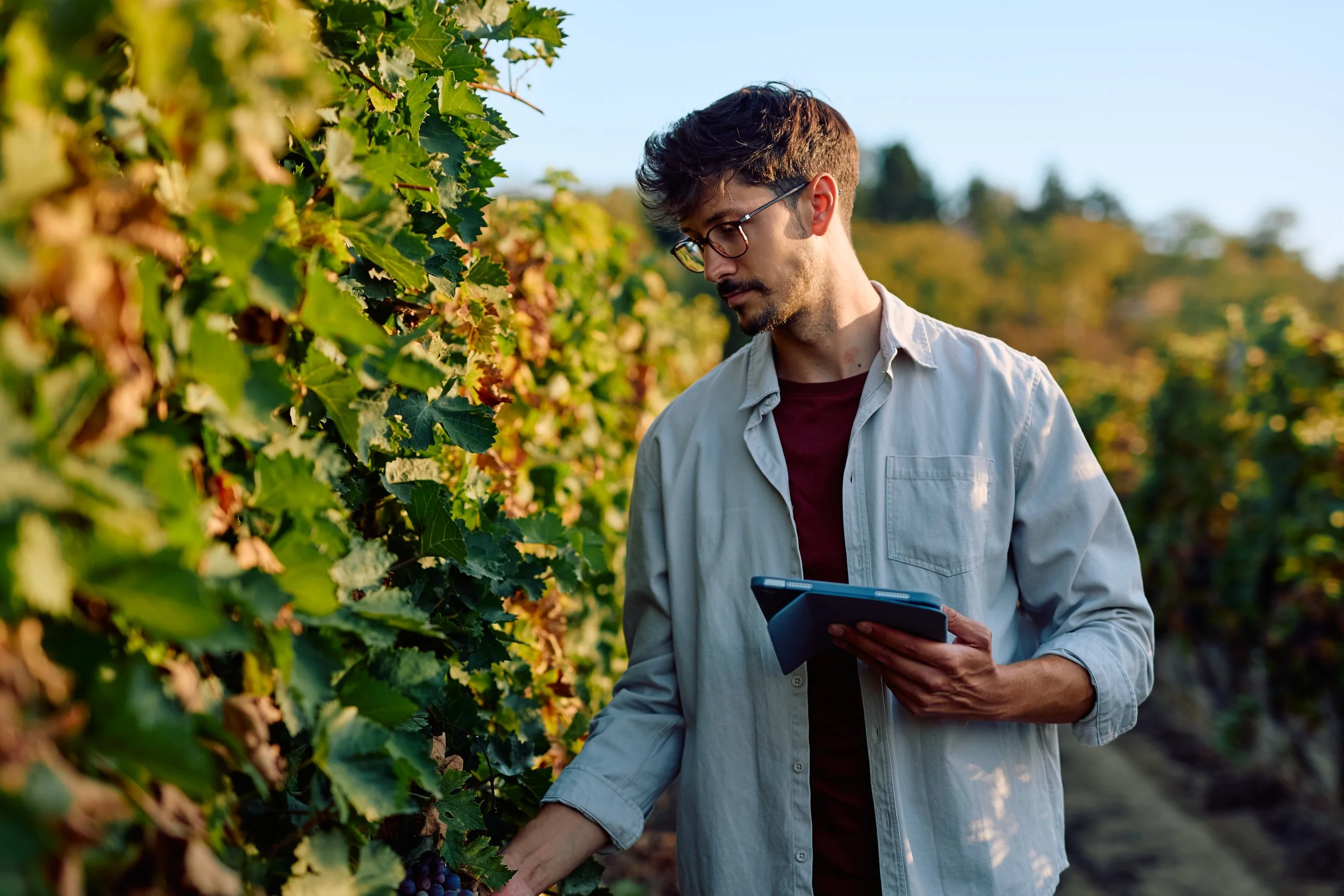 Vineyard Pathogen &amp; Pest Detection