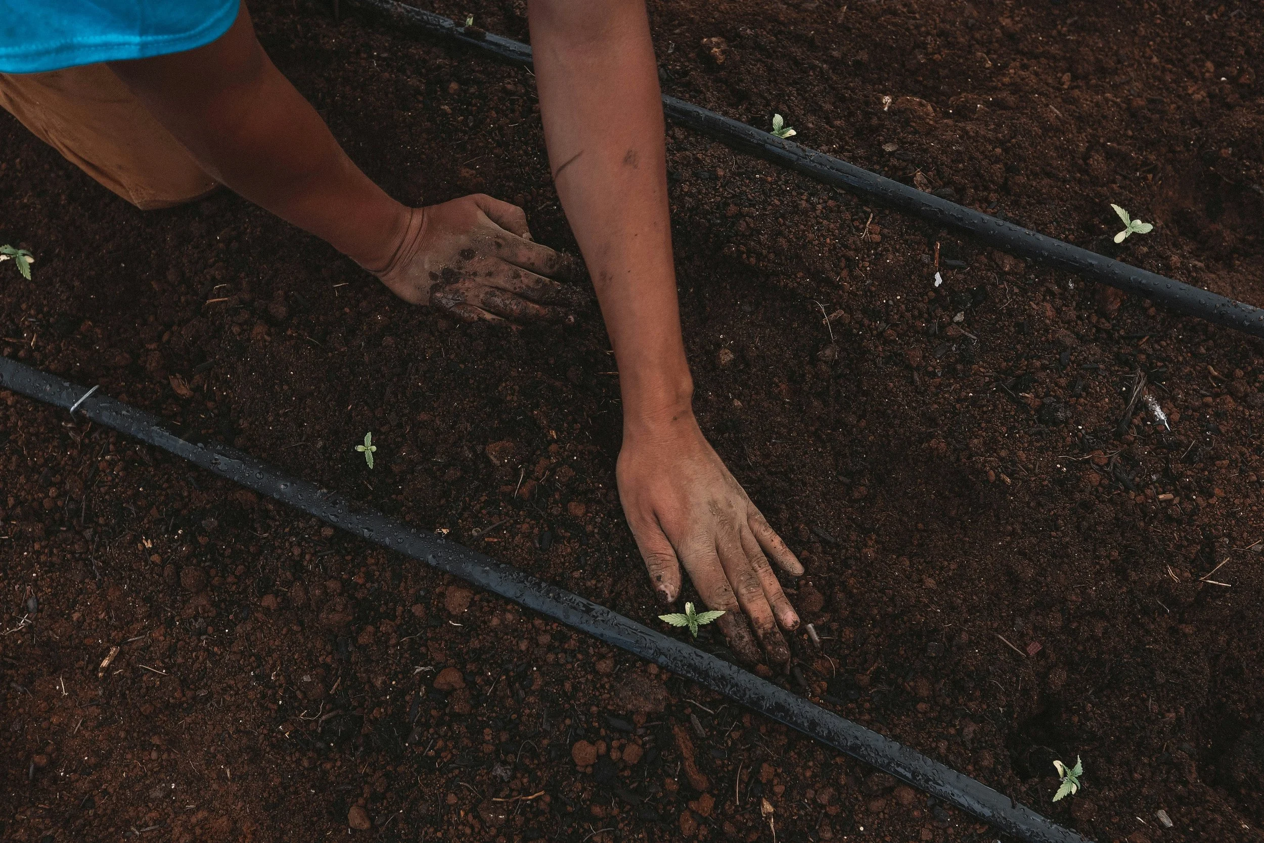 Soil Pathogen Detection