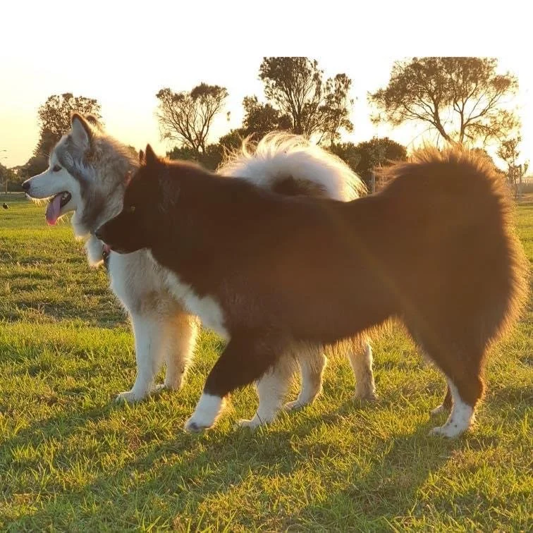 Two dogs, an Alaskan Malamute and a Shetland Sheepdog, walking on a grassy field during sunset with trees in the background.