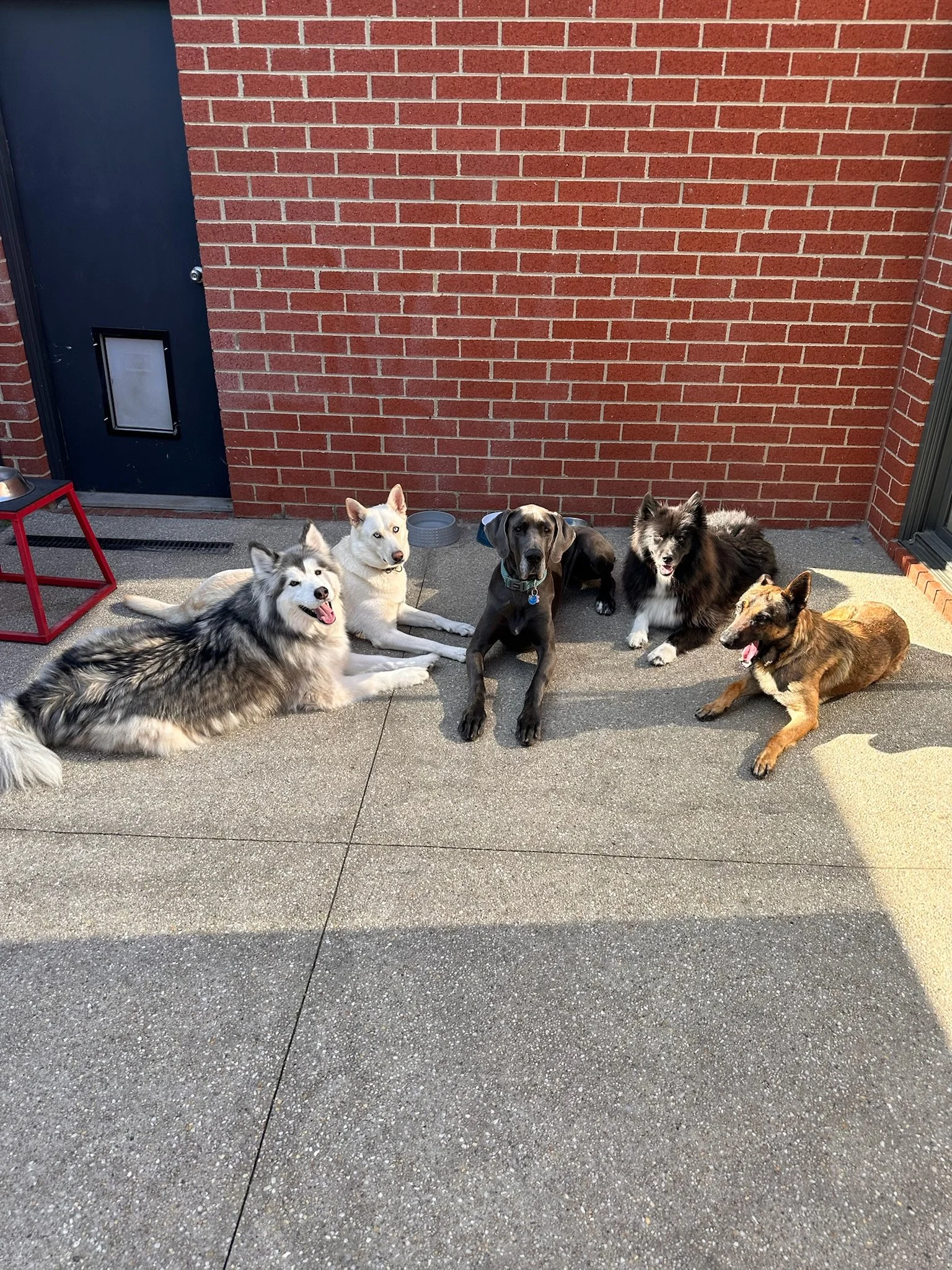 Six dogs of various breeds lying on a concrete patio in front of a brick wall, with a black door on the left side of the image.