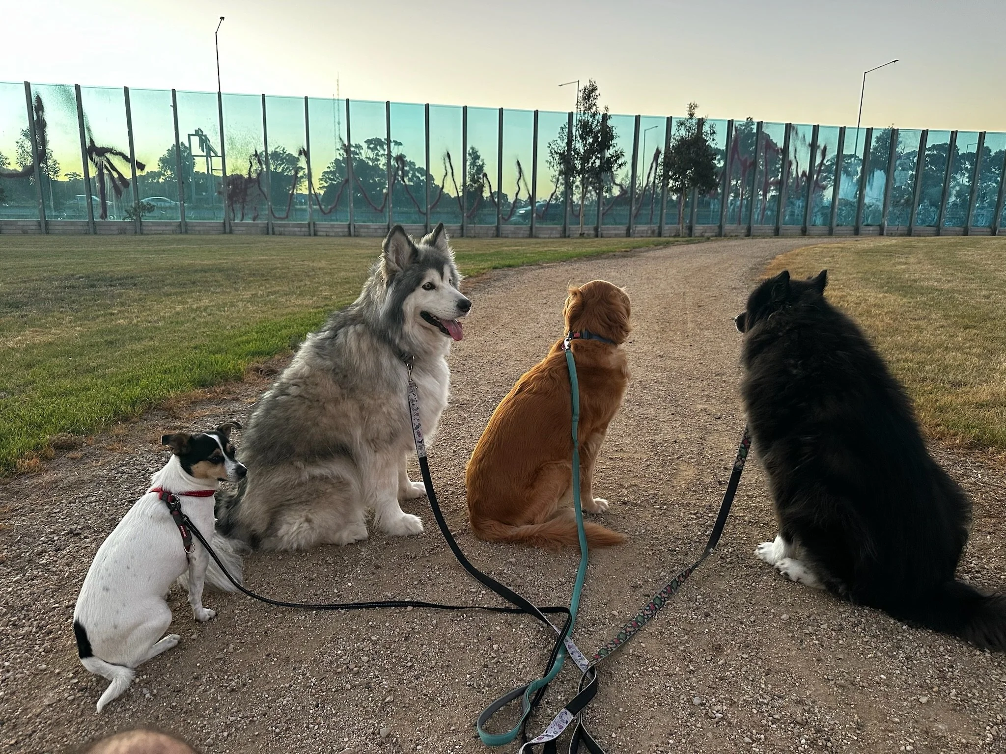Five dogs of various breeds sitting on a dirt path in a park, facing a glass fence with trees and parking lot visible beyond at sunset.