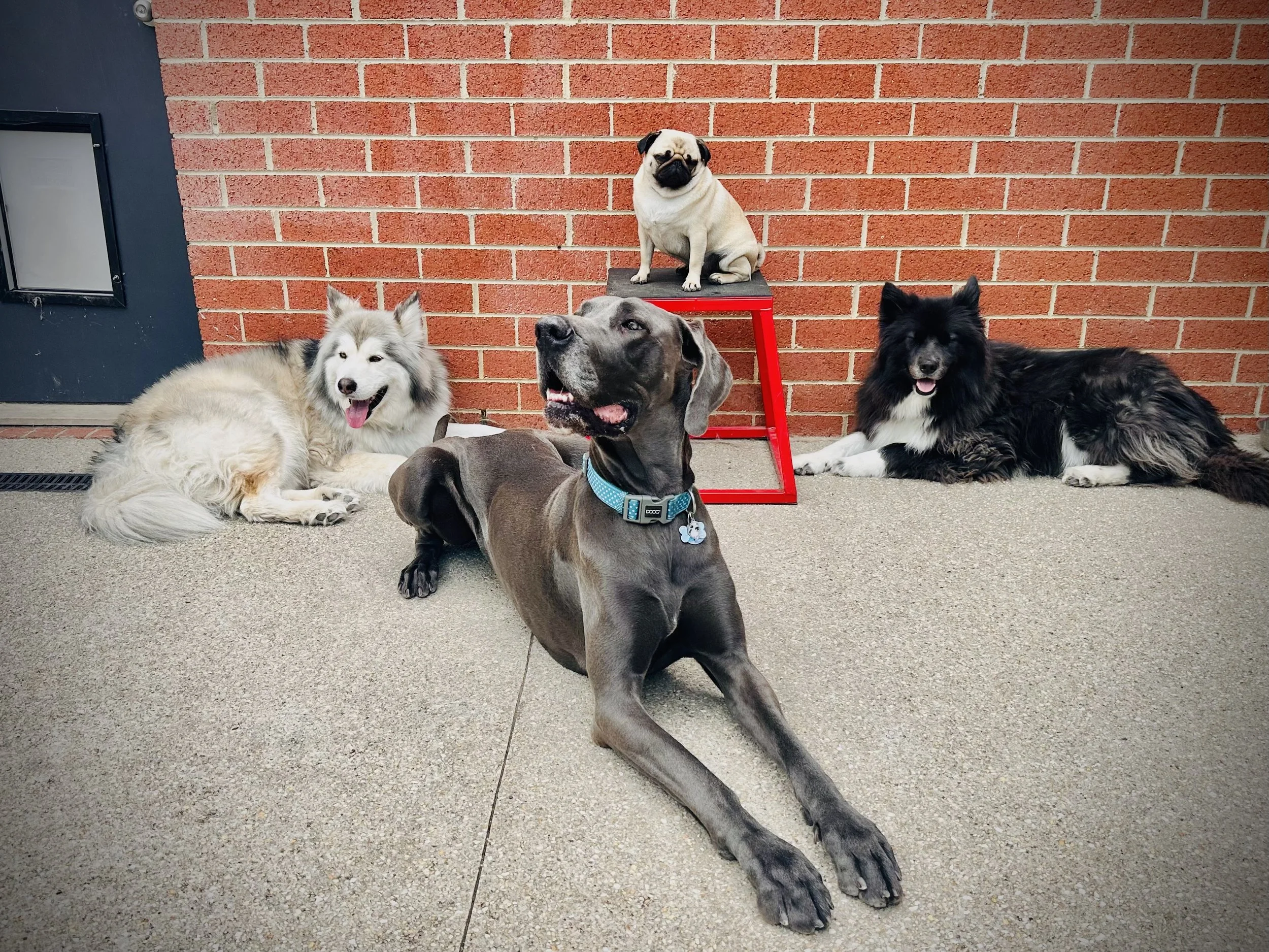 Four dogs sitting on a concrete sidewalk against a red brick wall, with one dog sitting on a small red table and the others lying on the ground.