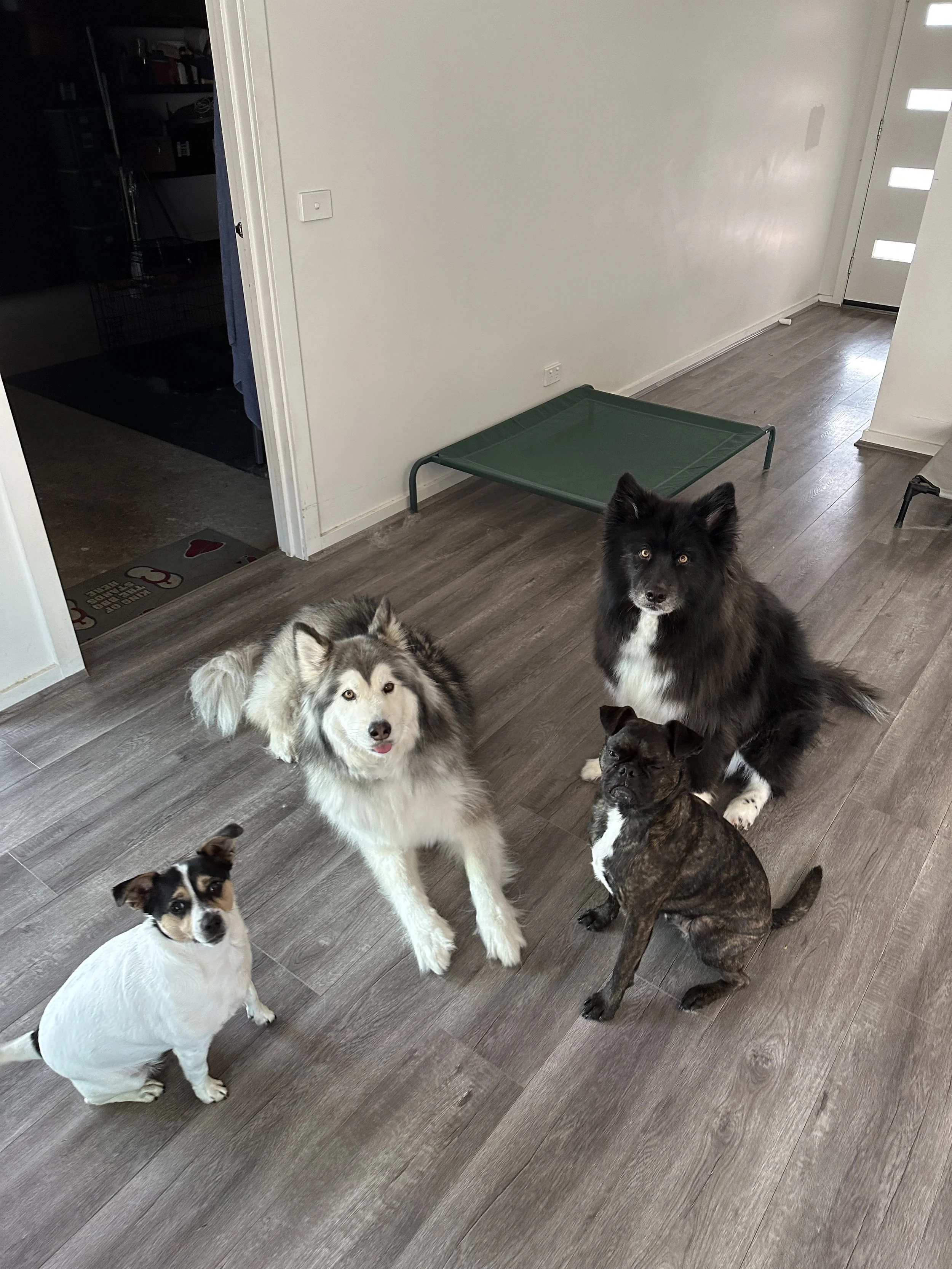 Five dogs of different breeds standing on a wood floor inside a house. There is a white wall and a door with windows in the background. A green dog bed is against the wall.