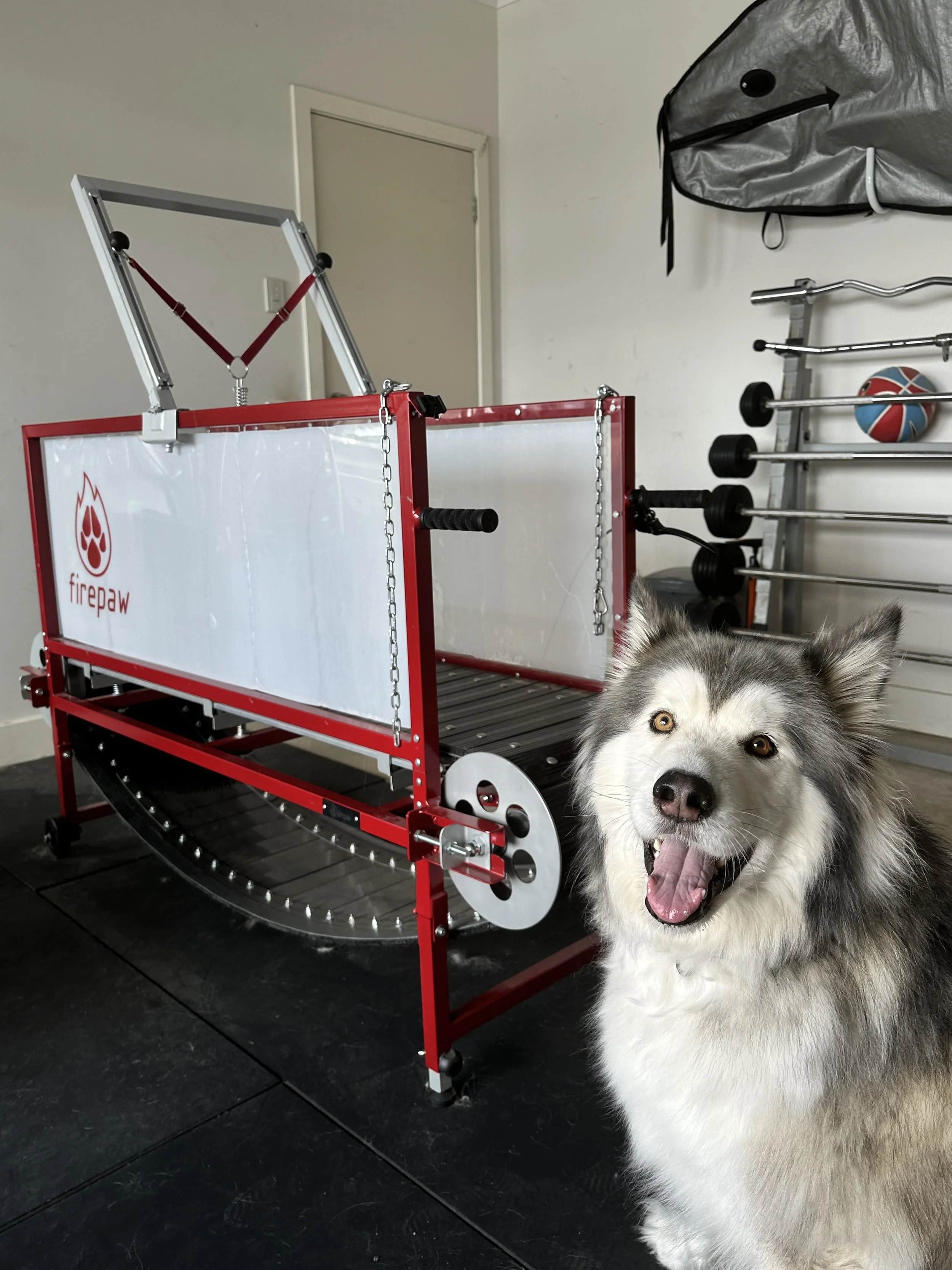 An Alaskan Malamute dog with gray and white fur and yellow eyes standing in front of a red and white dog agility treadmill labeled 'firepaw'. The agility obstacle has chains on the sides and a rubber track at the base.