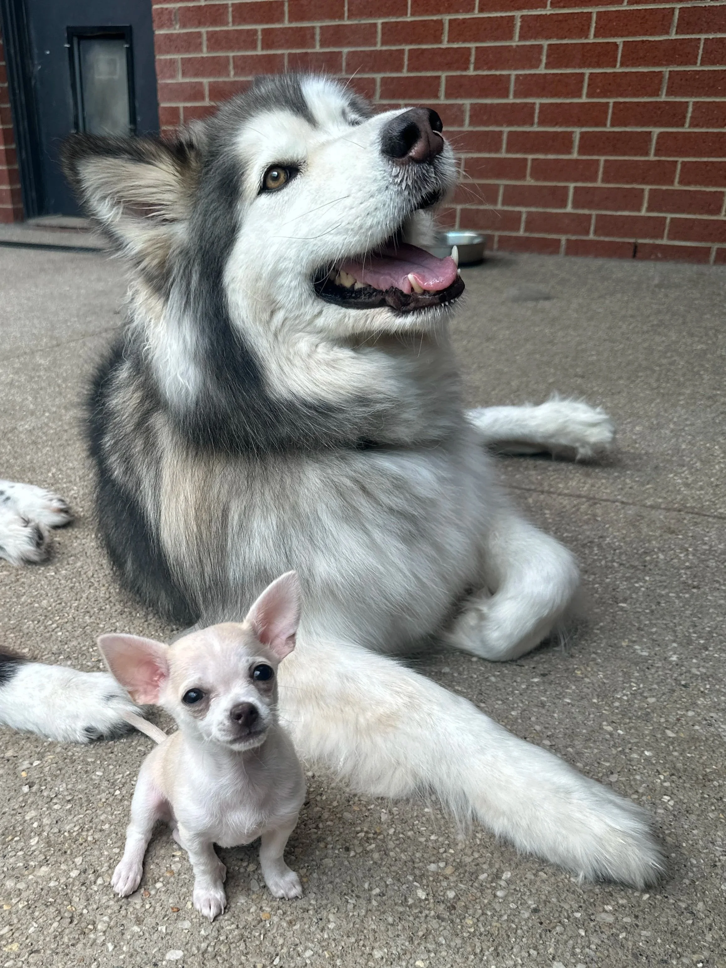 A close-up of a fluffy Alaskan Malamute with a black nose, sitting on concrete pavement next to a small, light-colored puppy with pointy ears, against a brick wall background.