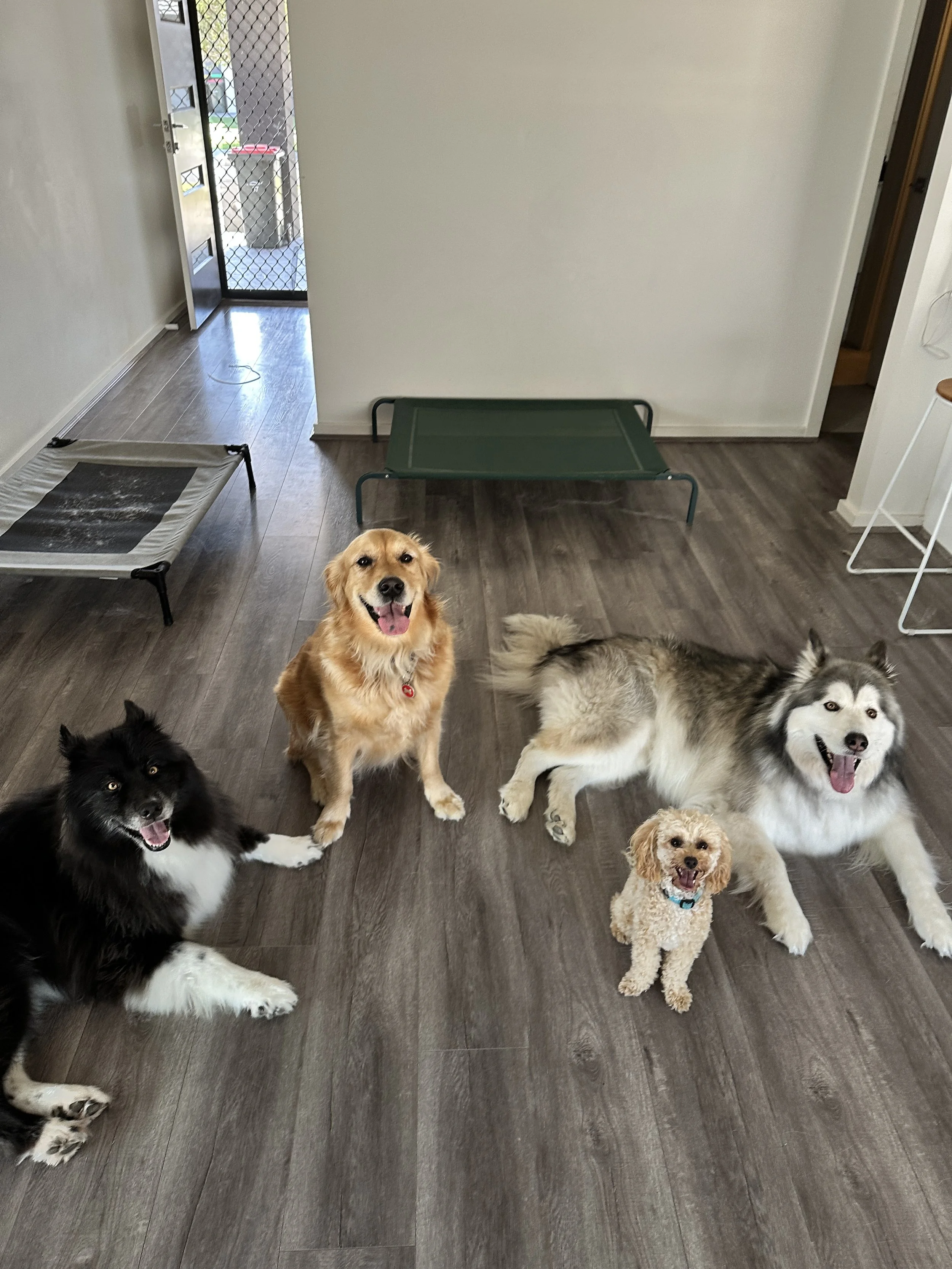 A group of six dogs sitting on a hardwood floor inside a home, with a door leading to an outdoor area in the background.