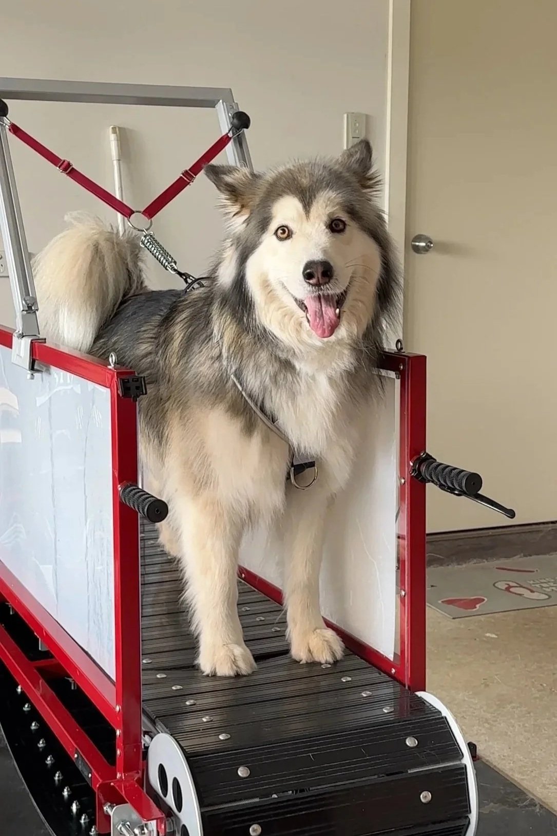 A happy husky dog standing on a red wheelchair designed for pets, inside a room with a door in the background.