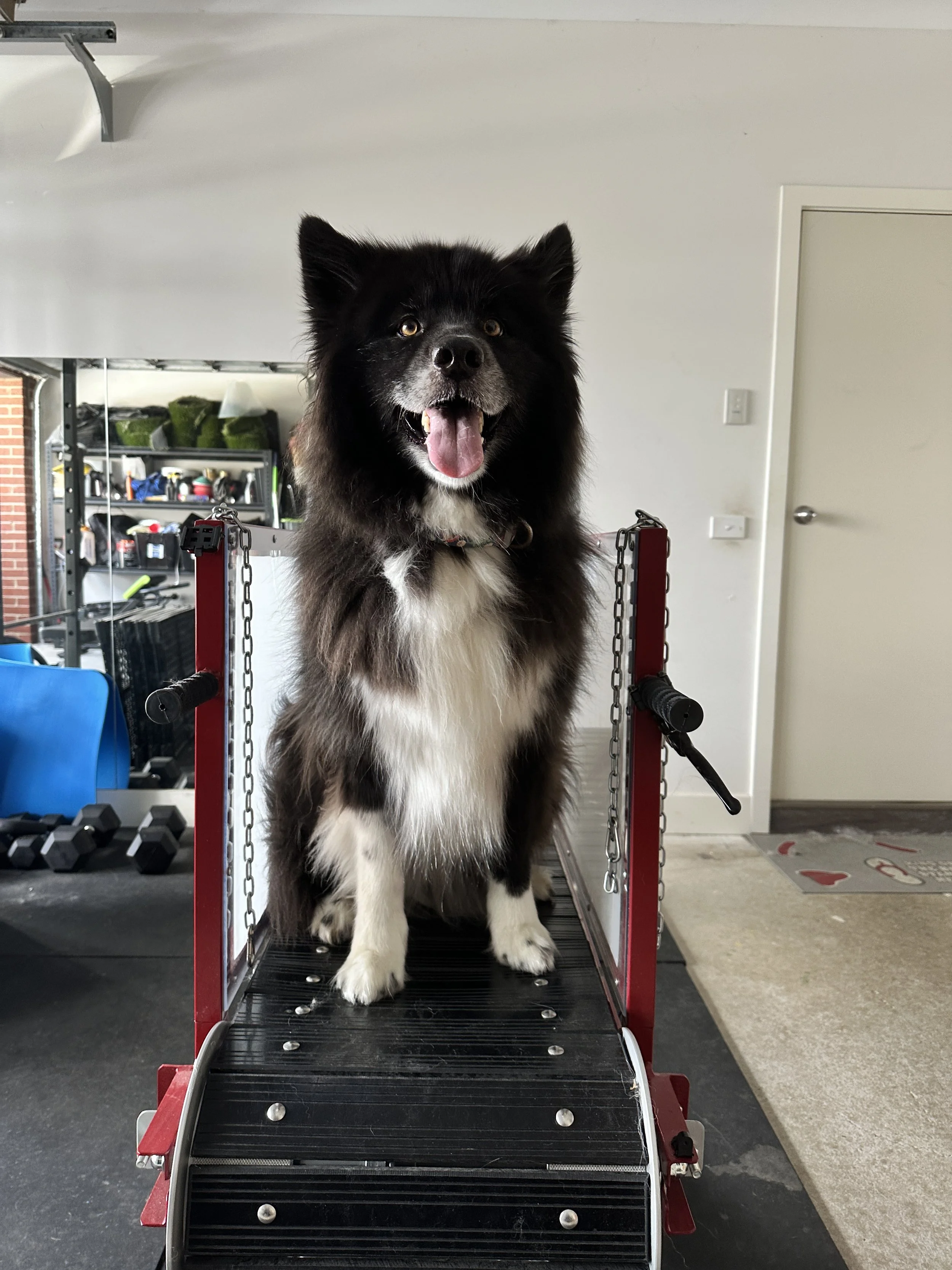 A Border Collie mix sitting on a non-motorised treadmill, with a happy, expressive face