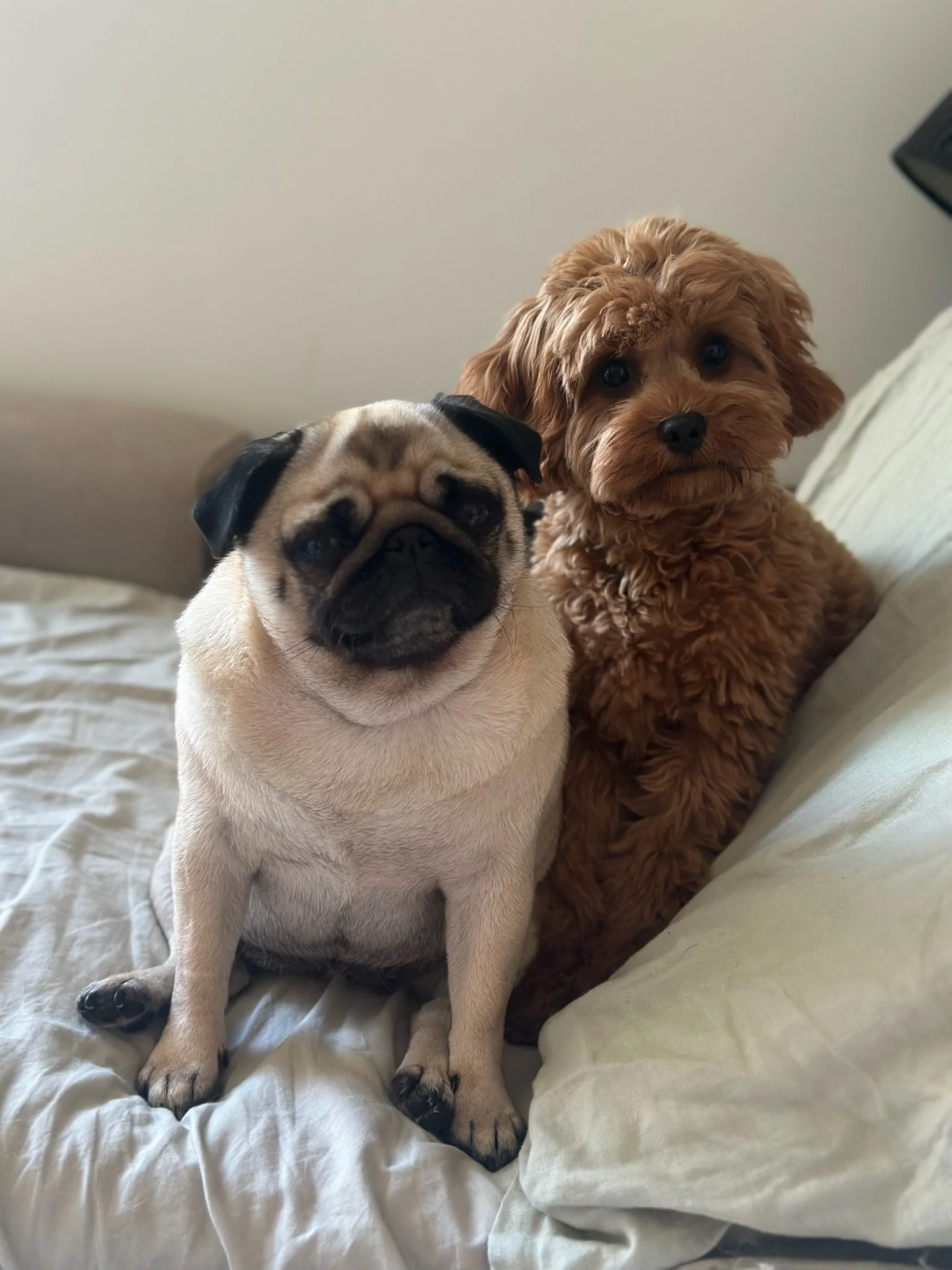 A pug and a fluffy brown dog sitting together on a beige bed with a light-colored blanket.