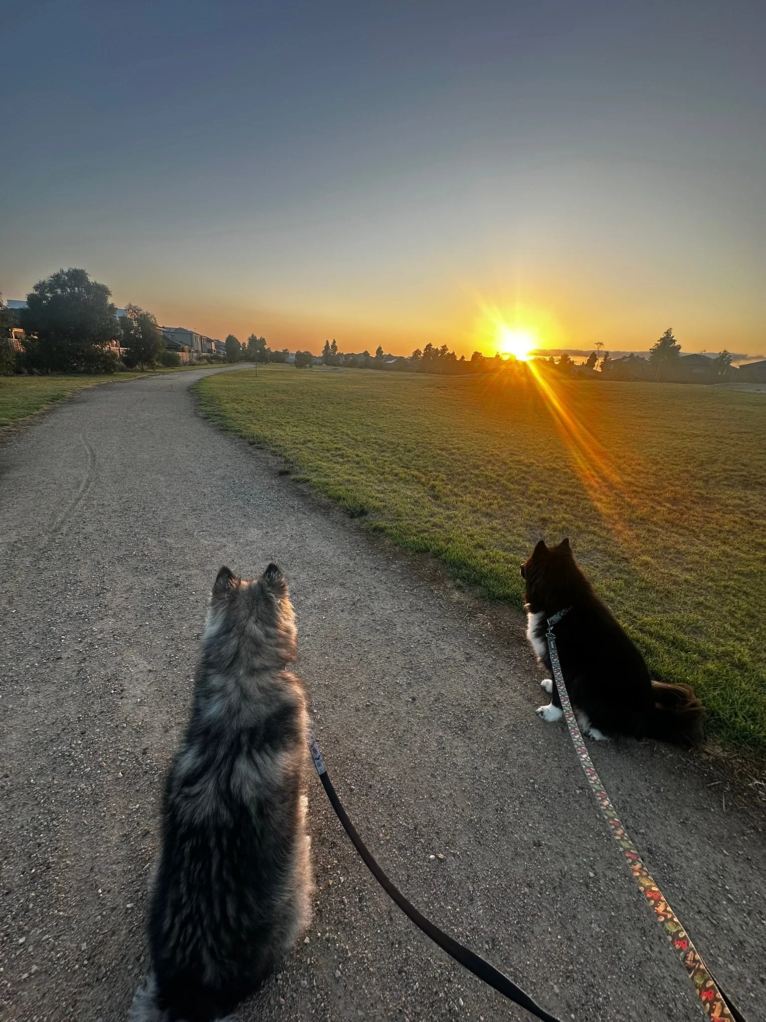 Two dogs sitting on a dirt path during sunset, with houses and trees in the background.