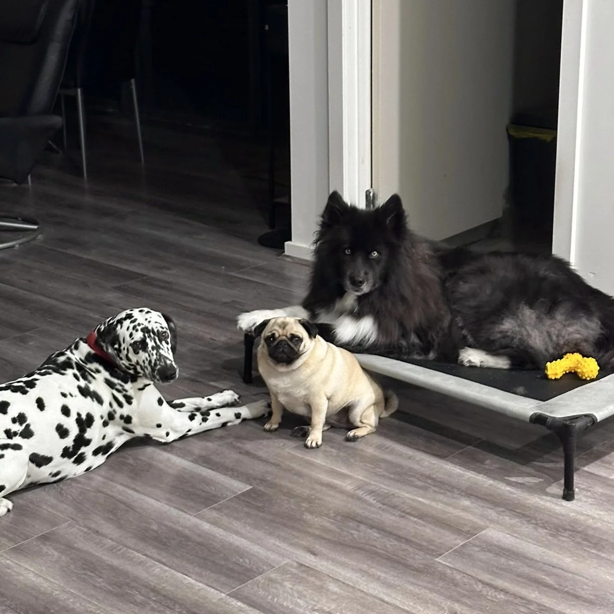 Three dogs of different breeds and sizes on a hardwood floor near a doorway. One small pug, one Dalmatian mix, and one large black and white fluffy dog resting on a raised platform.