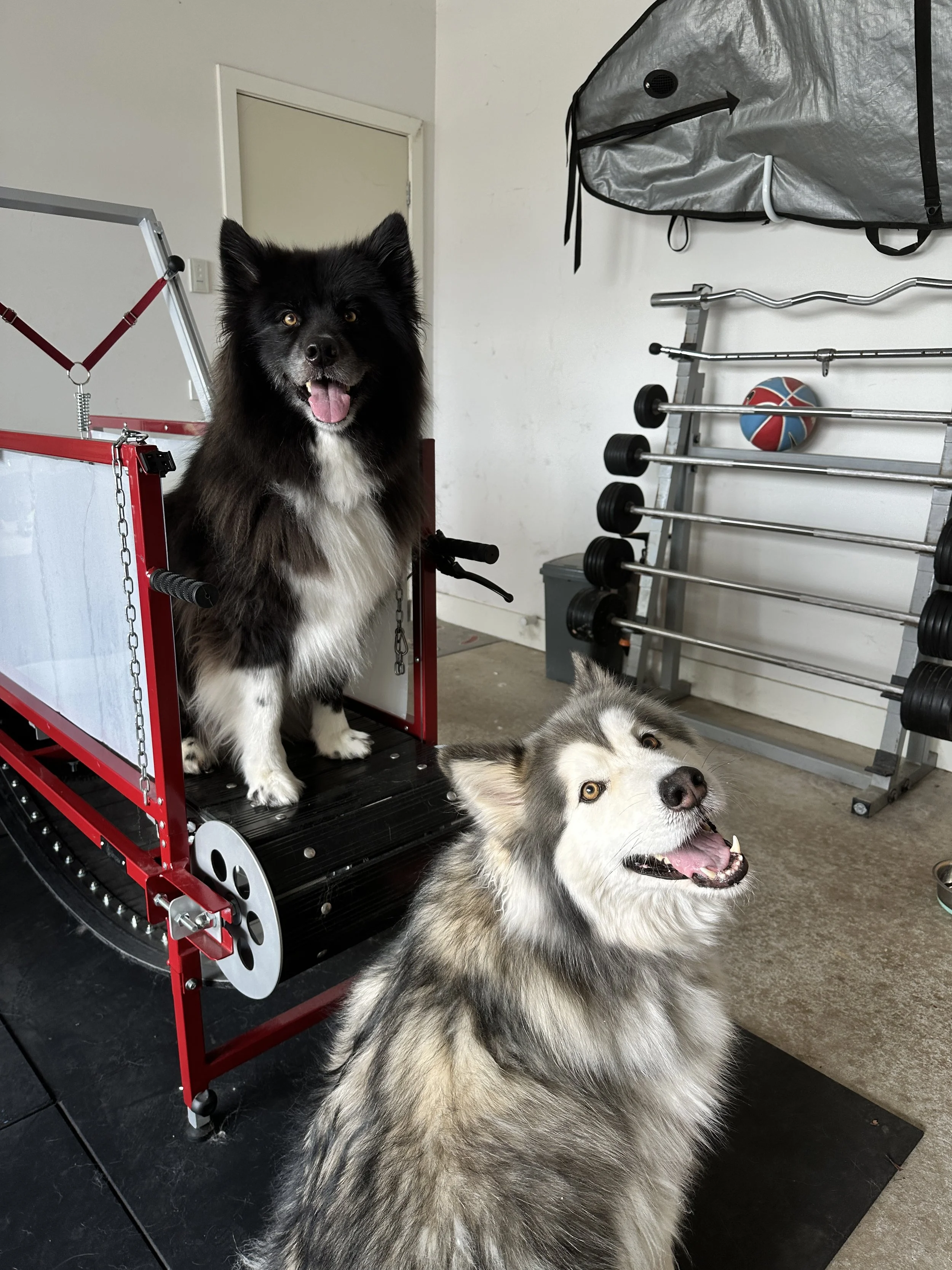 Two dogs, a black and white Border Collie and a fluffy gray Alaskan Malamute, in a gym or training area with exercise equipment and a red dog treadmill.