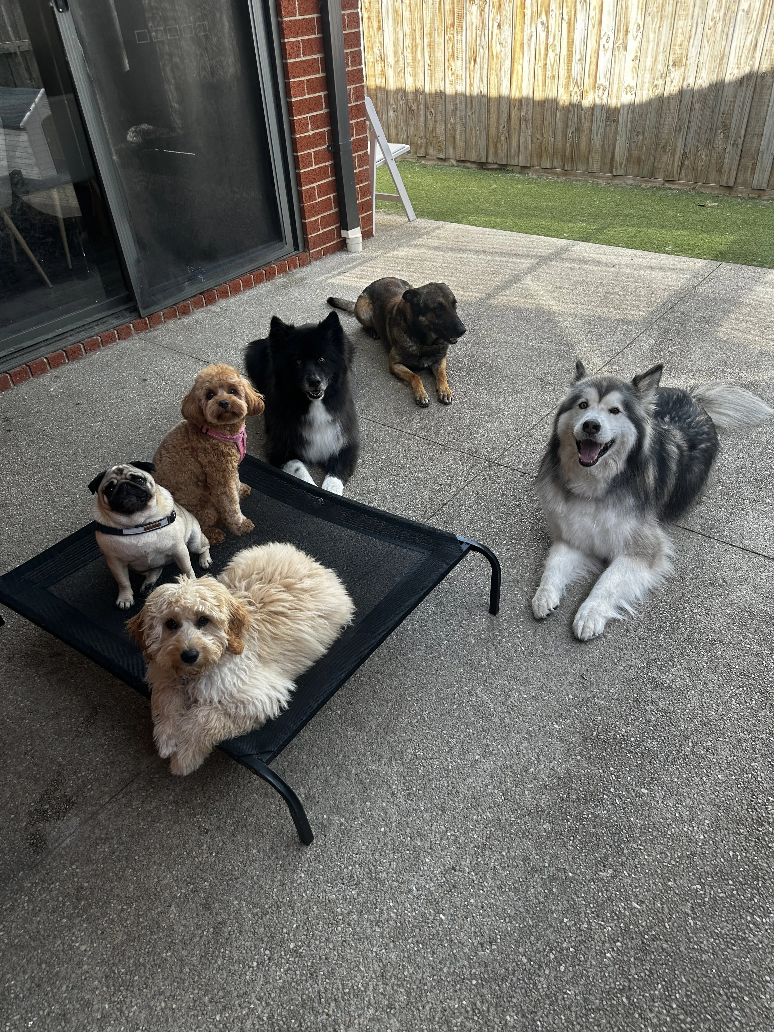 Six dogs of various breeds and sizes sitting and lying on a patio outside a house, with a sliding glass door, a brick wall, and a wooden fence in the background.