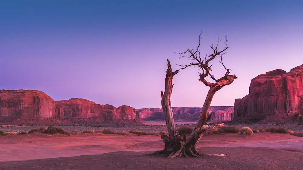 Introducing the Ancient Bristlecone Pine Forest