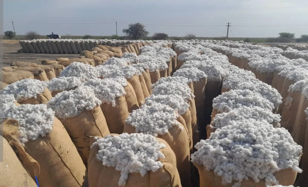 Raw Cotton - Bulk B2B Export from Sudan