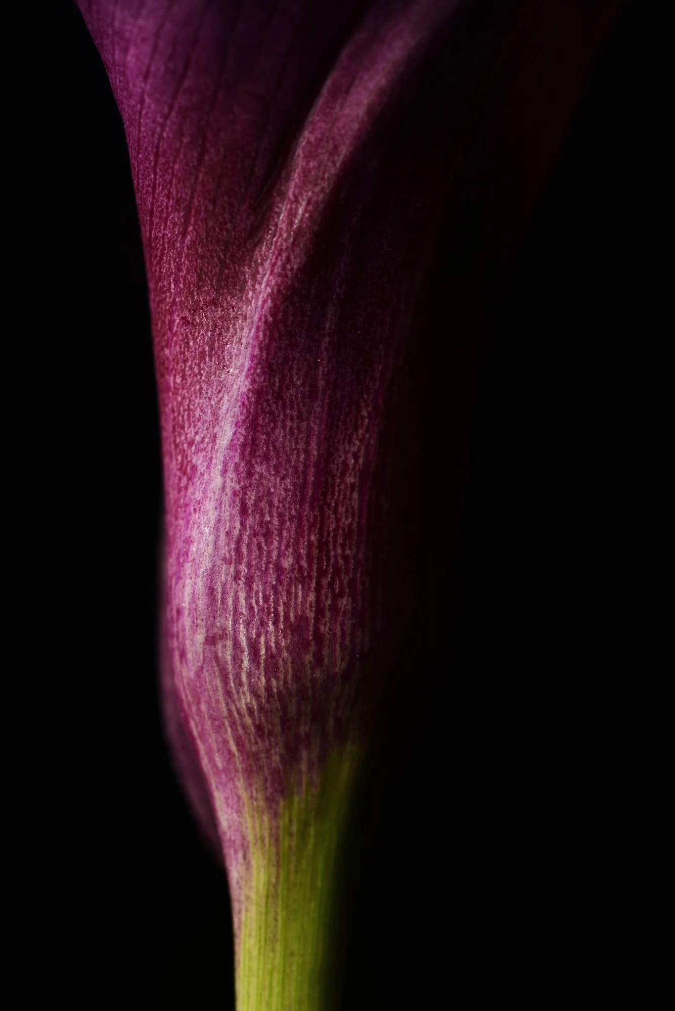 33-FLOWER_5455CM.jpg