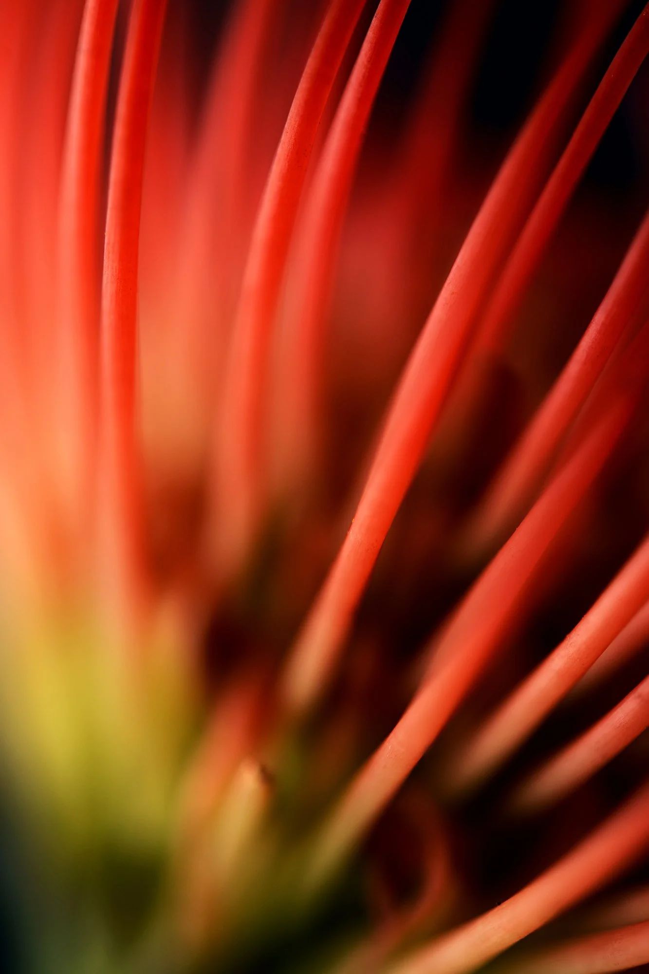 FLOWER_2925CM.jpg