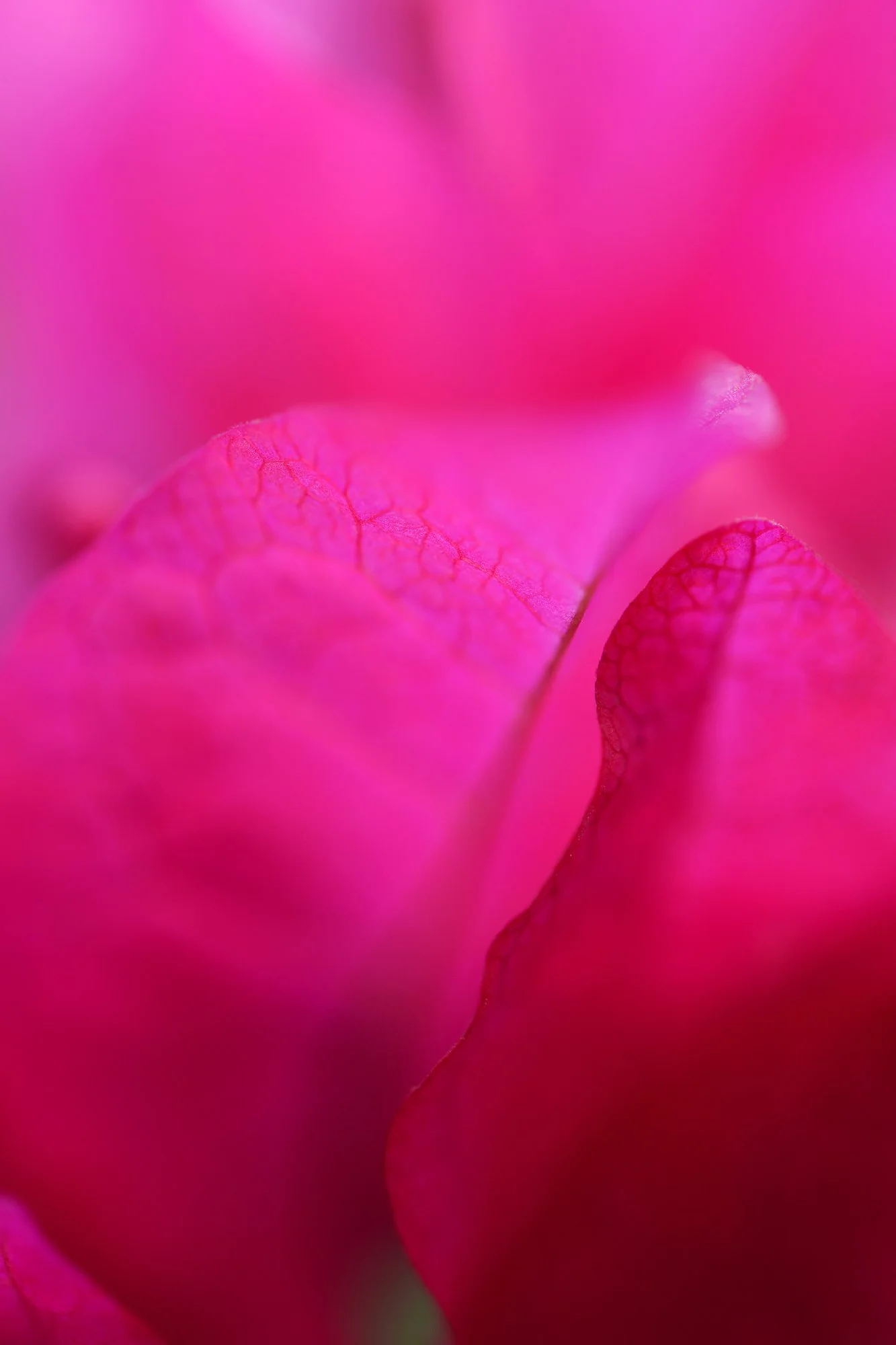 PLANT_3366CM.jpg