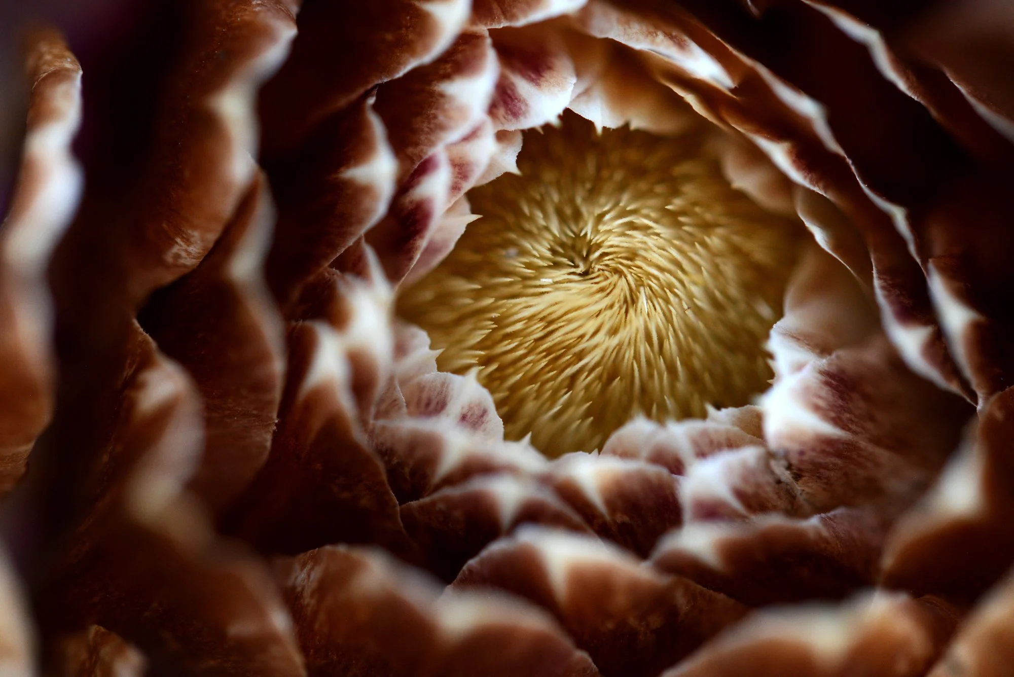 17-ARTICHOKE_2236CM.jpg
