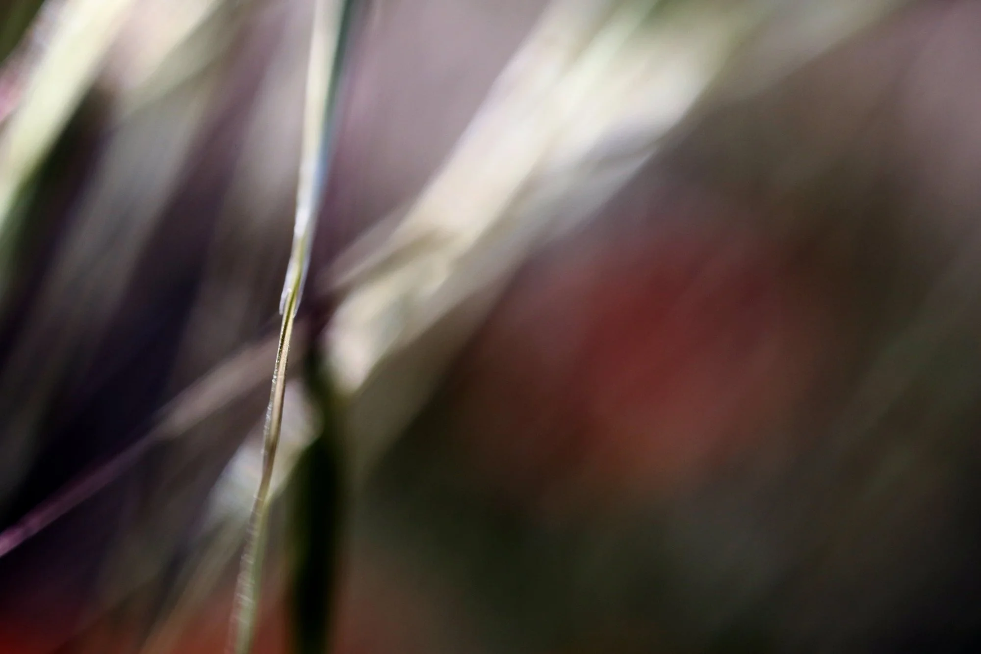5Q4A9134CM2.jpg