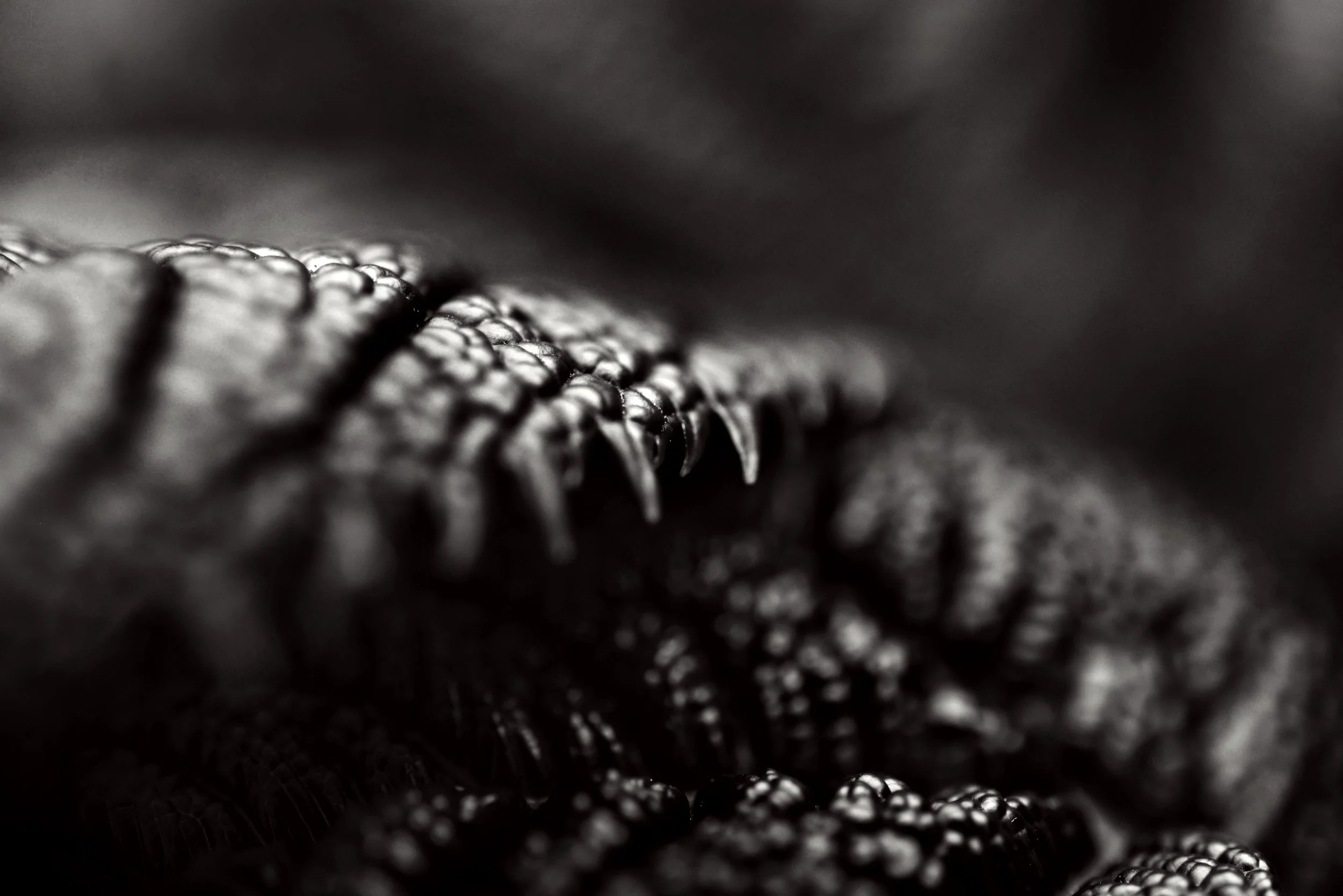 DSC_6904CM1.jpg