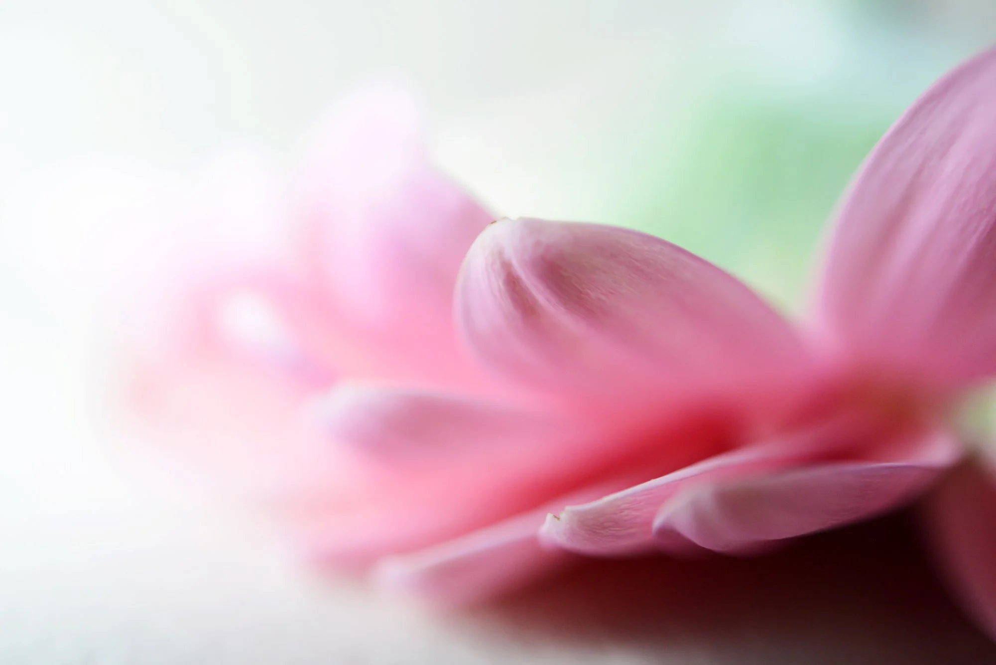 08-FLOWER_4761CM.jpg