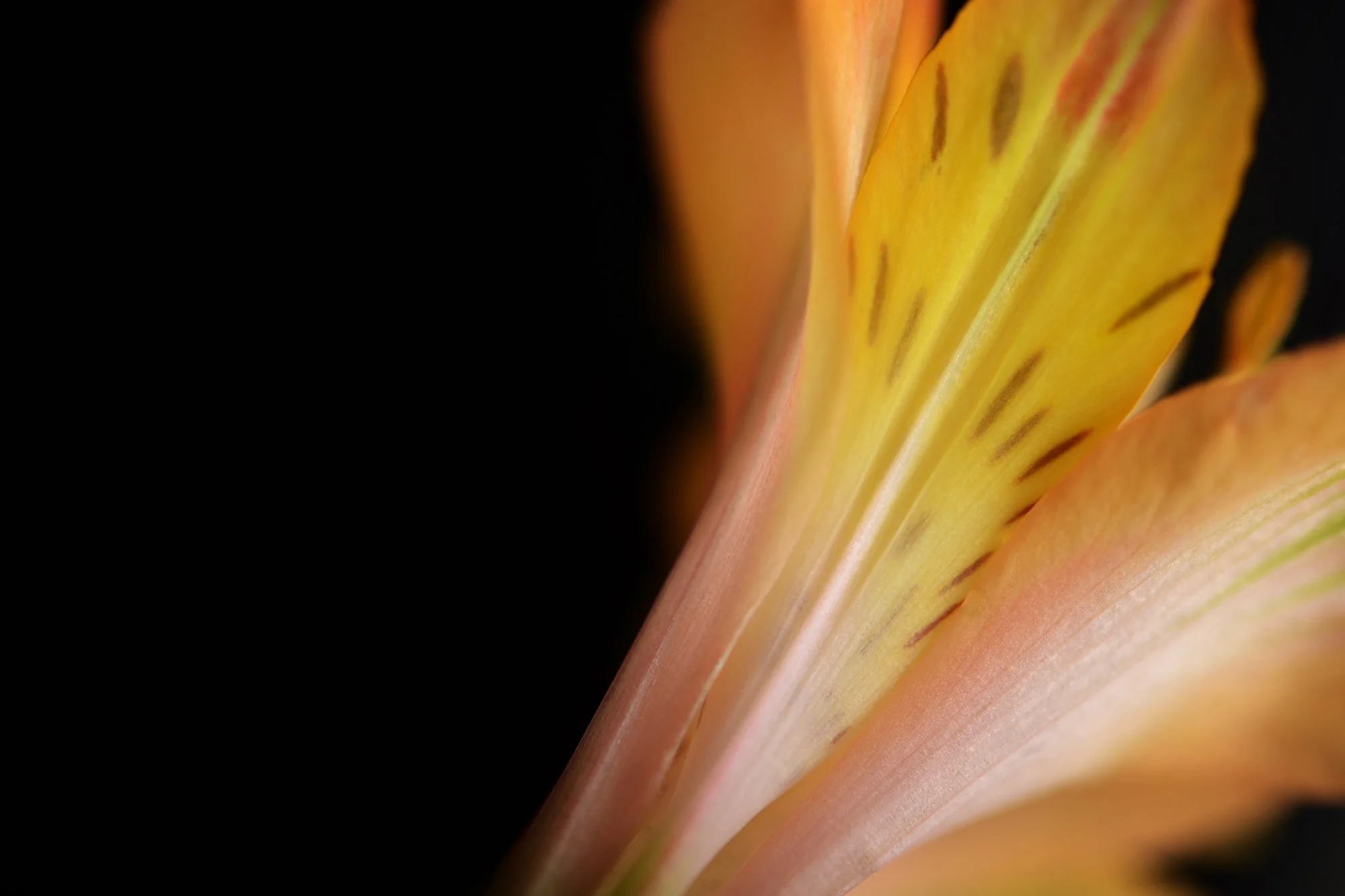 FLOWER_3159CM.jpg