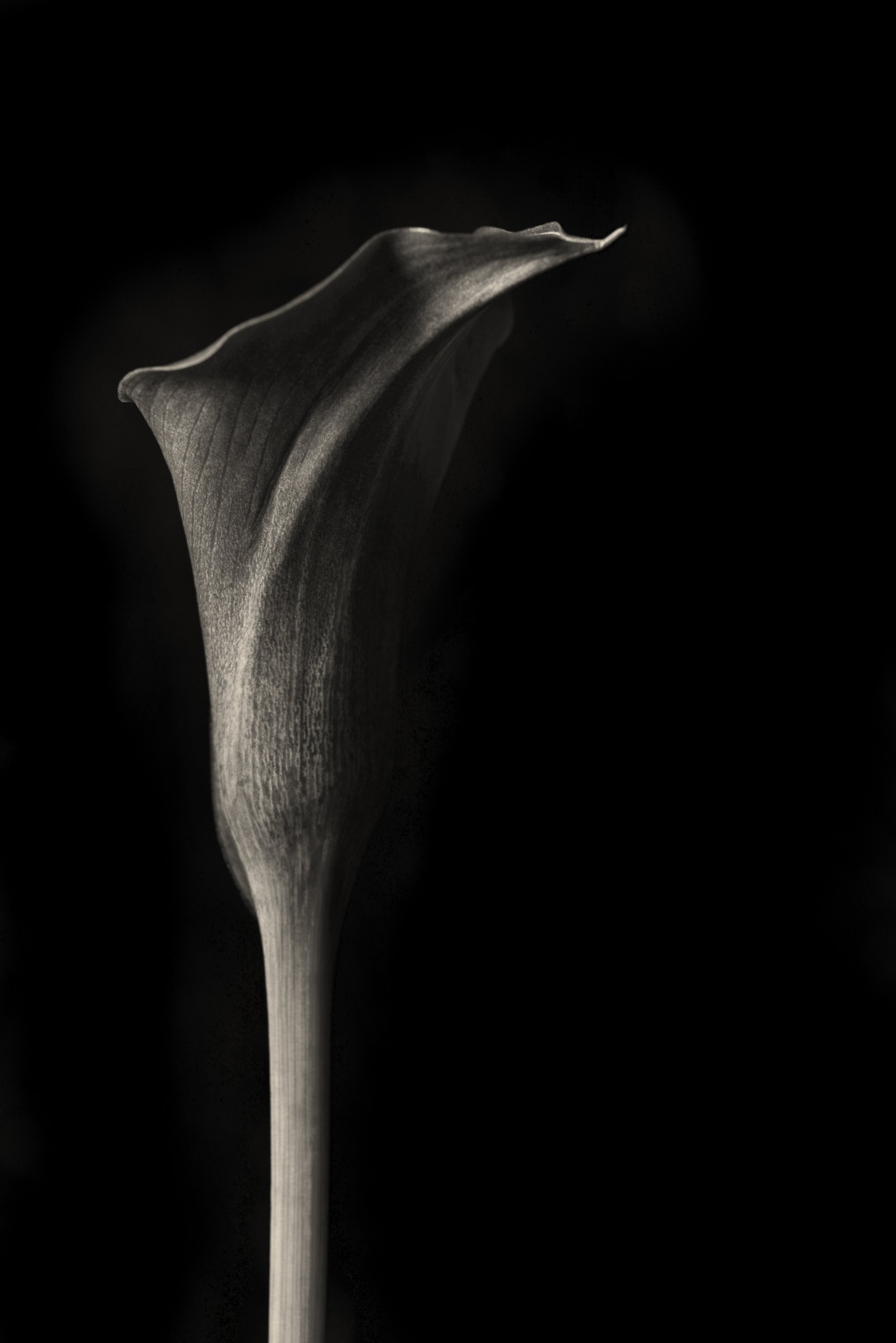 FLOWER_5454CM2.jpg