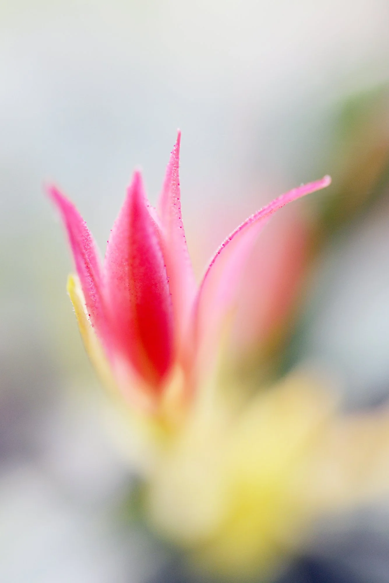 DSC_6340CM1.jpg