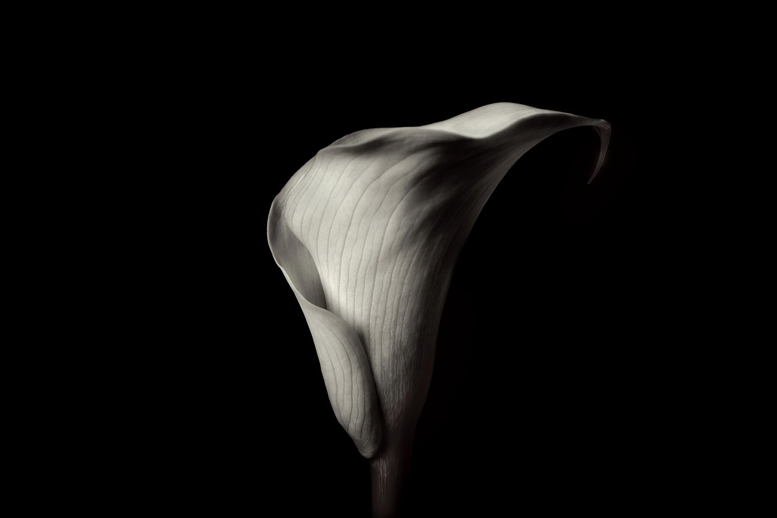 FLOWER_5517CM4.jpg