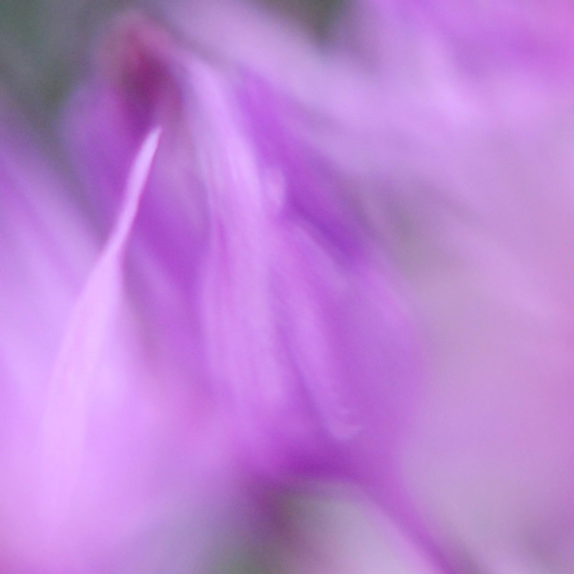 JGB_3071crop2.jpg