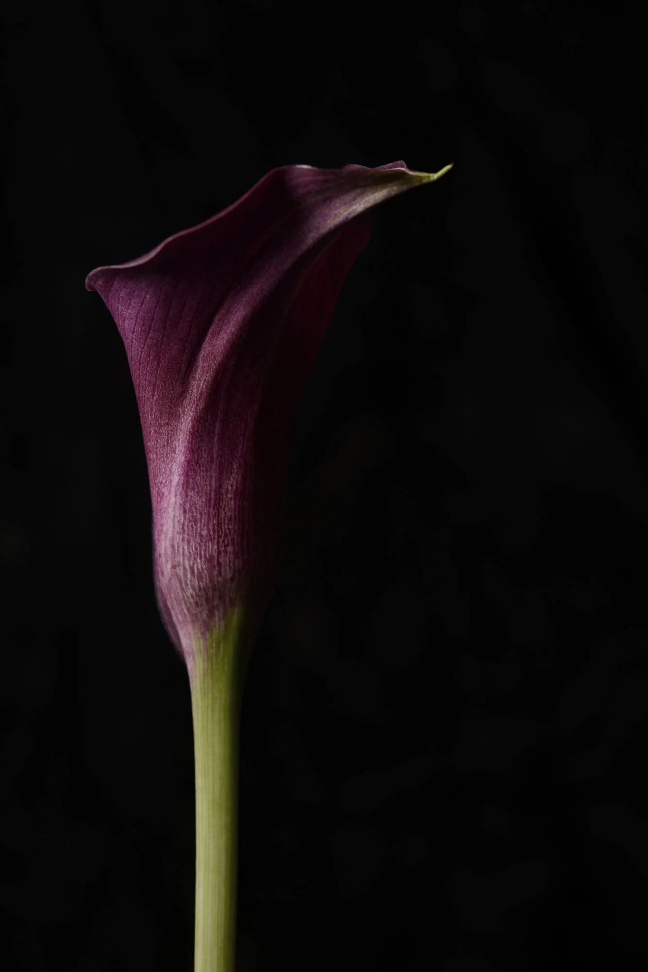 FLOWER_5454CM.jpg