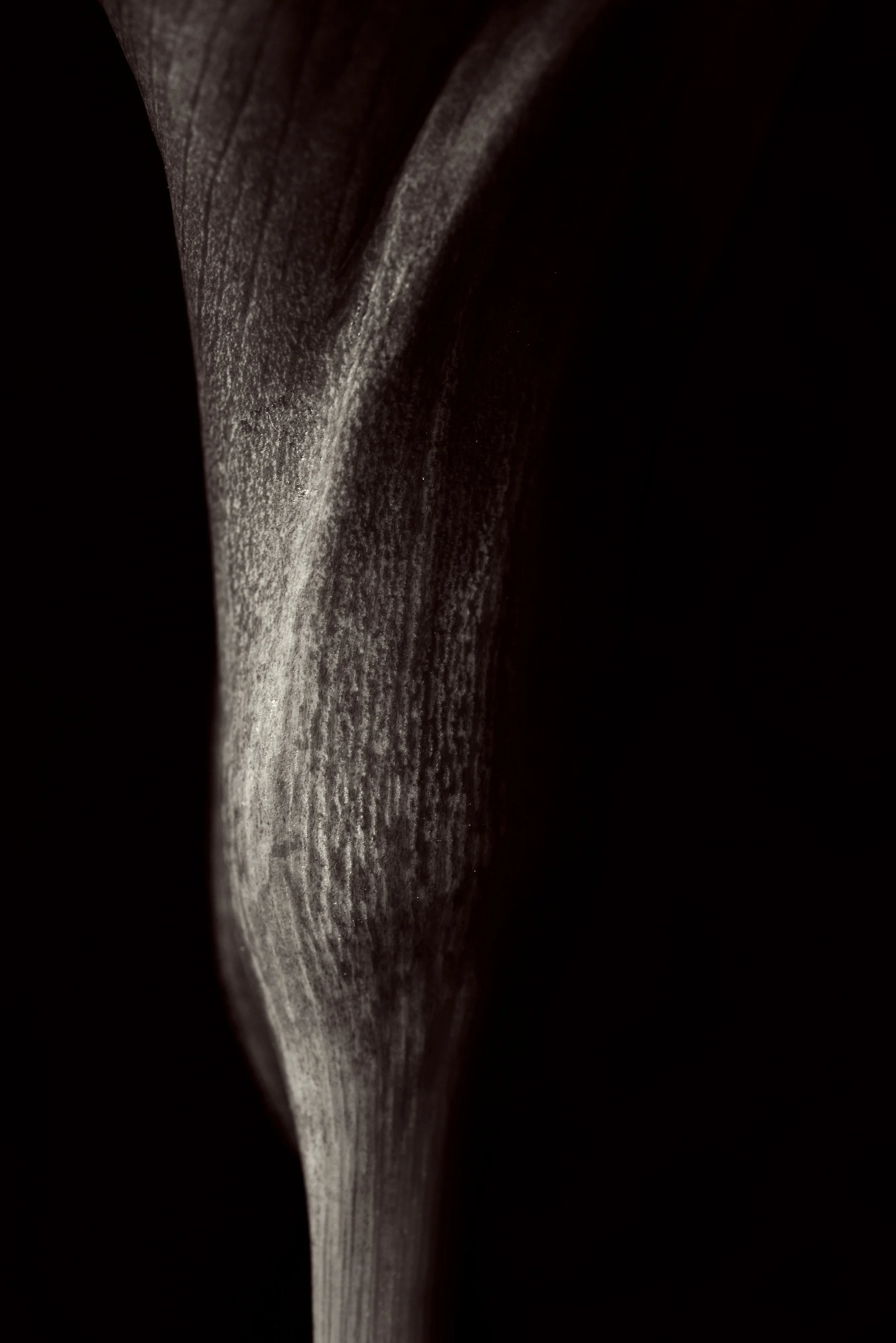 FLOWER_5455CM3.jpg