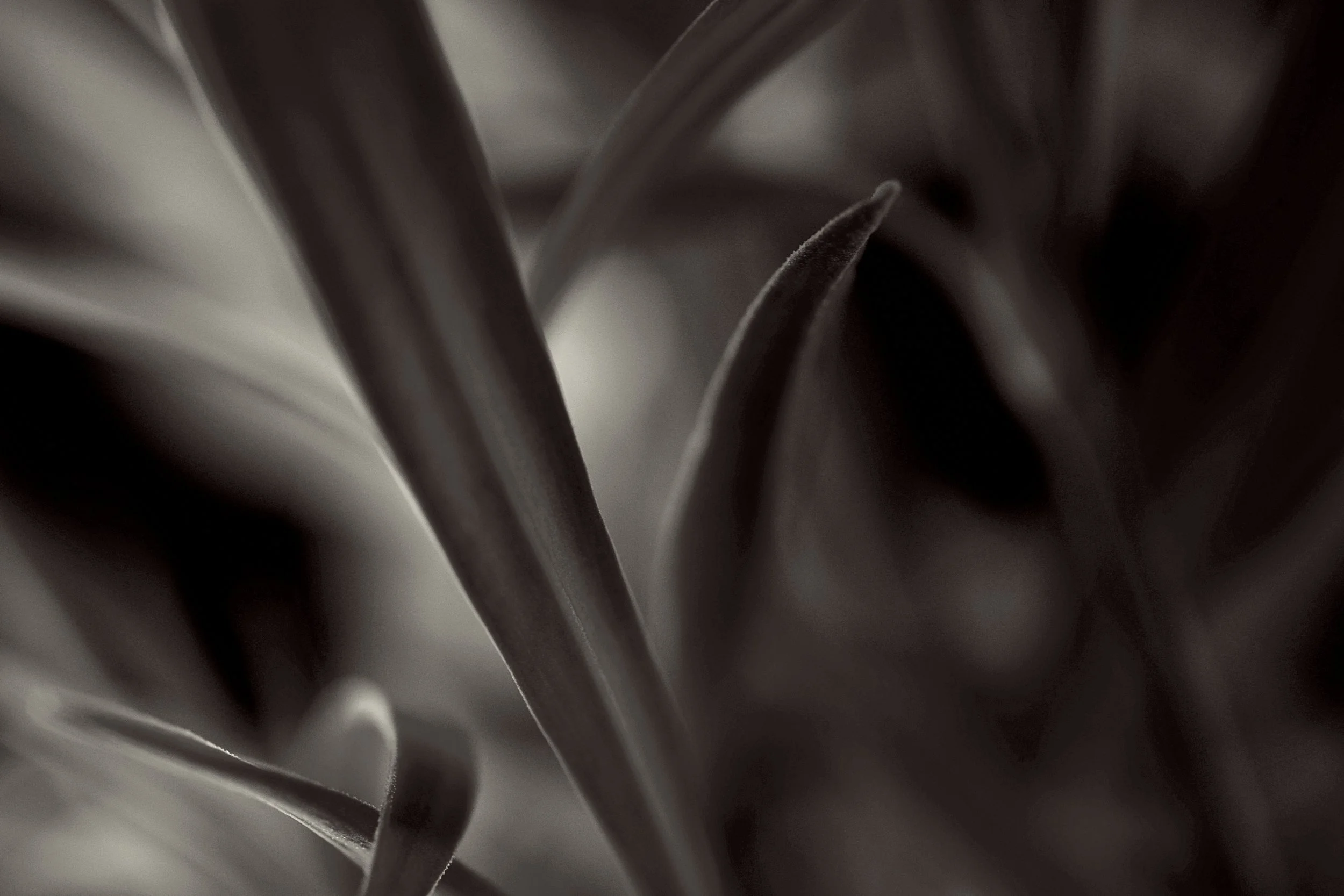 PLANT_3729CM.jpg
