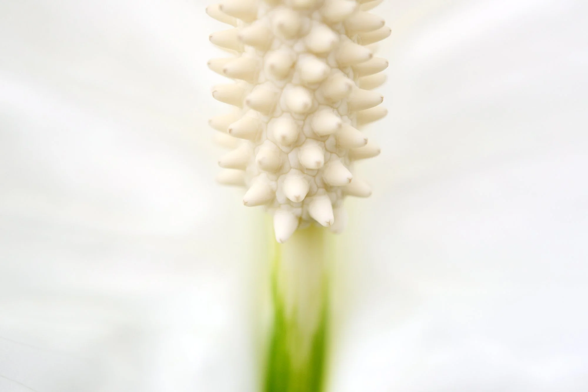 PLANT_5454CM.jpg