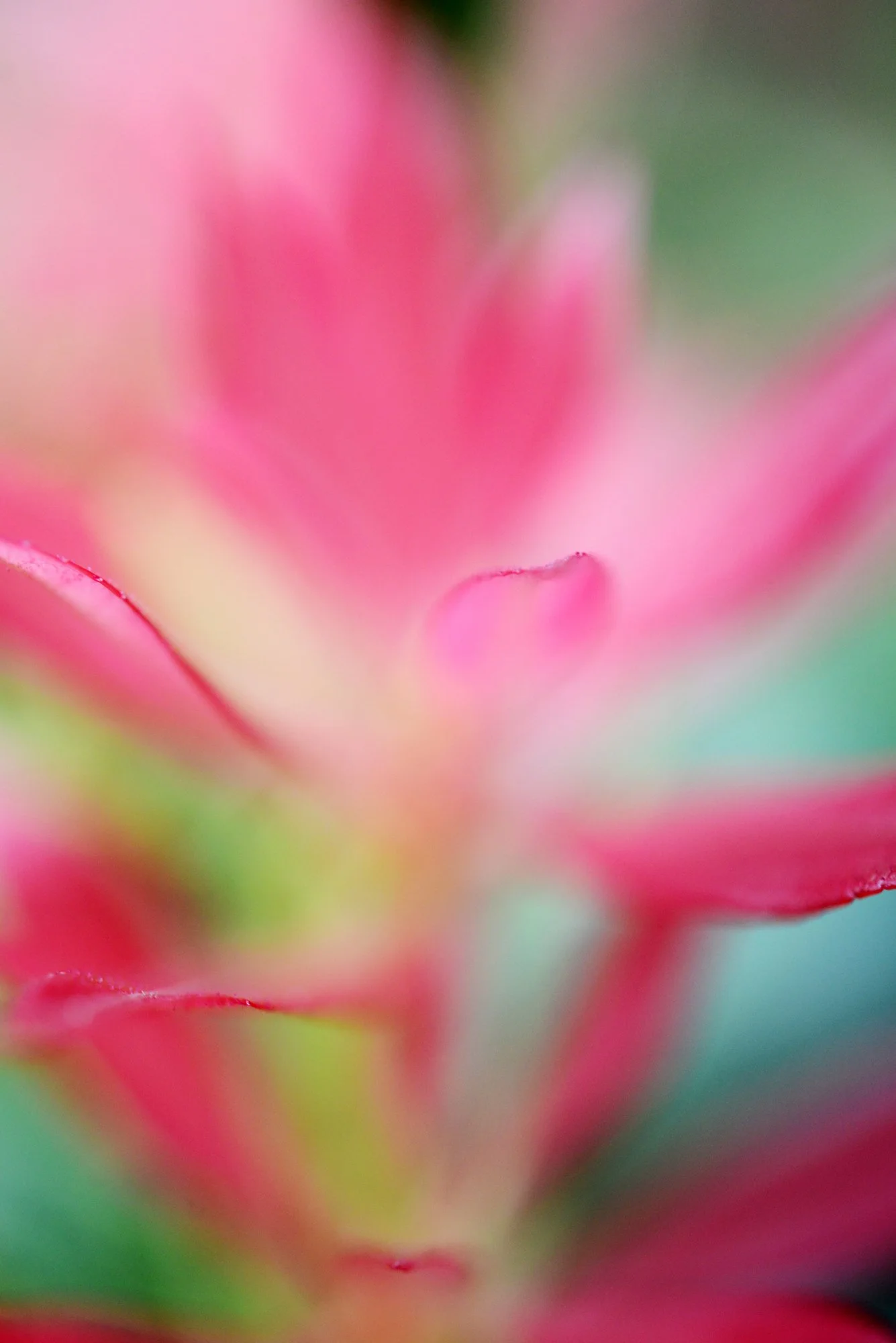 FLOWER_4790CM.jpg