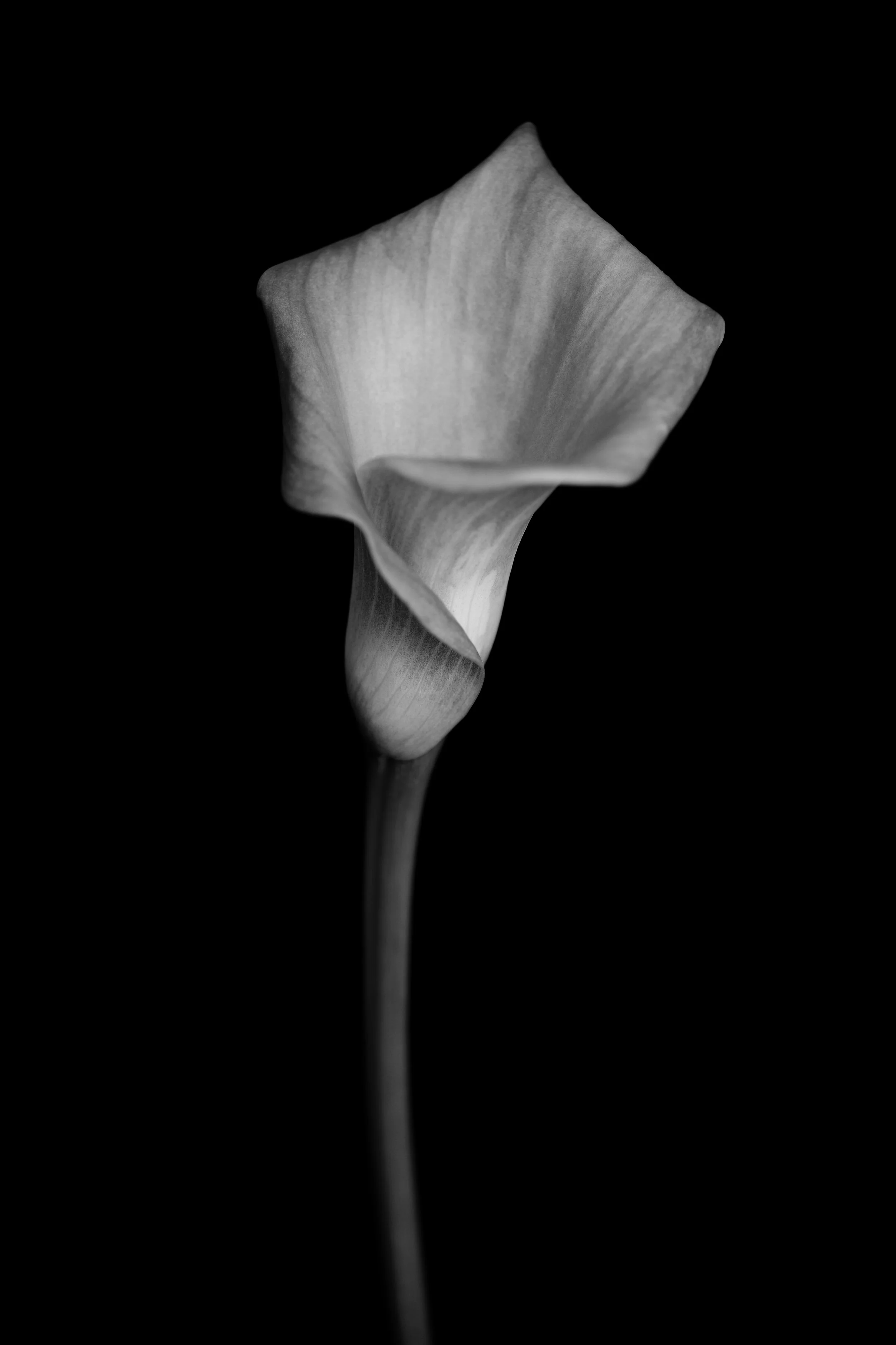 FLOWER_2983CM1.jpg