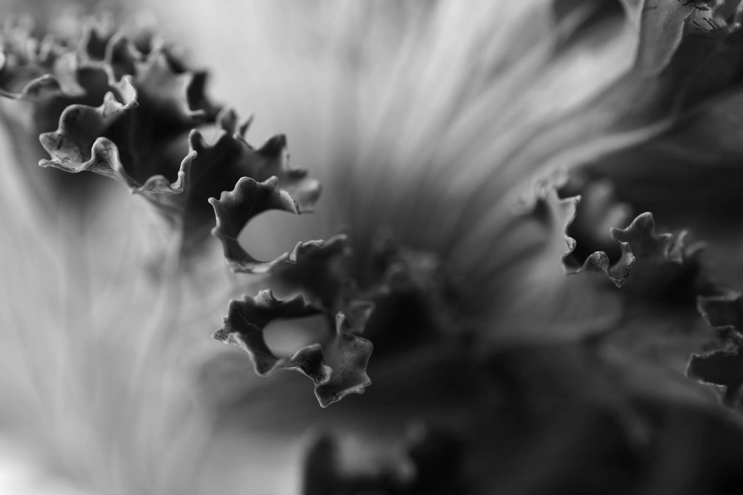 PLANT_3569CM.jpg