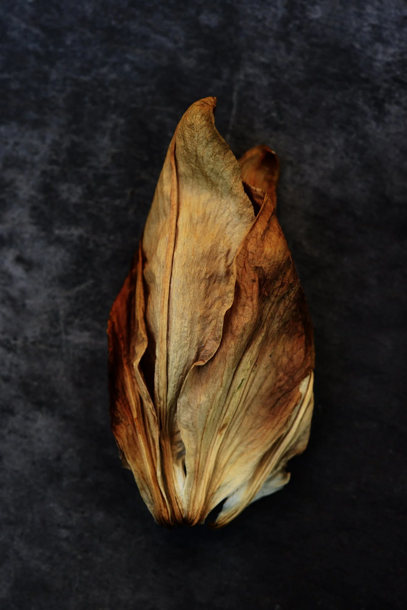 DEAD-FLOWER-01_8106CMa.jpg