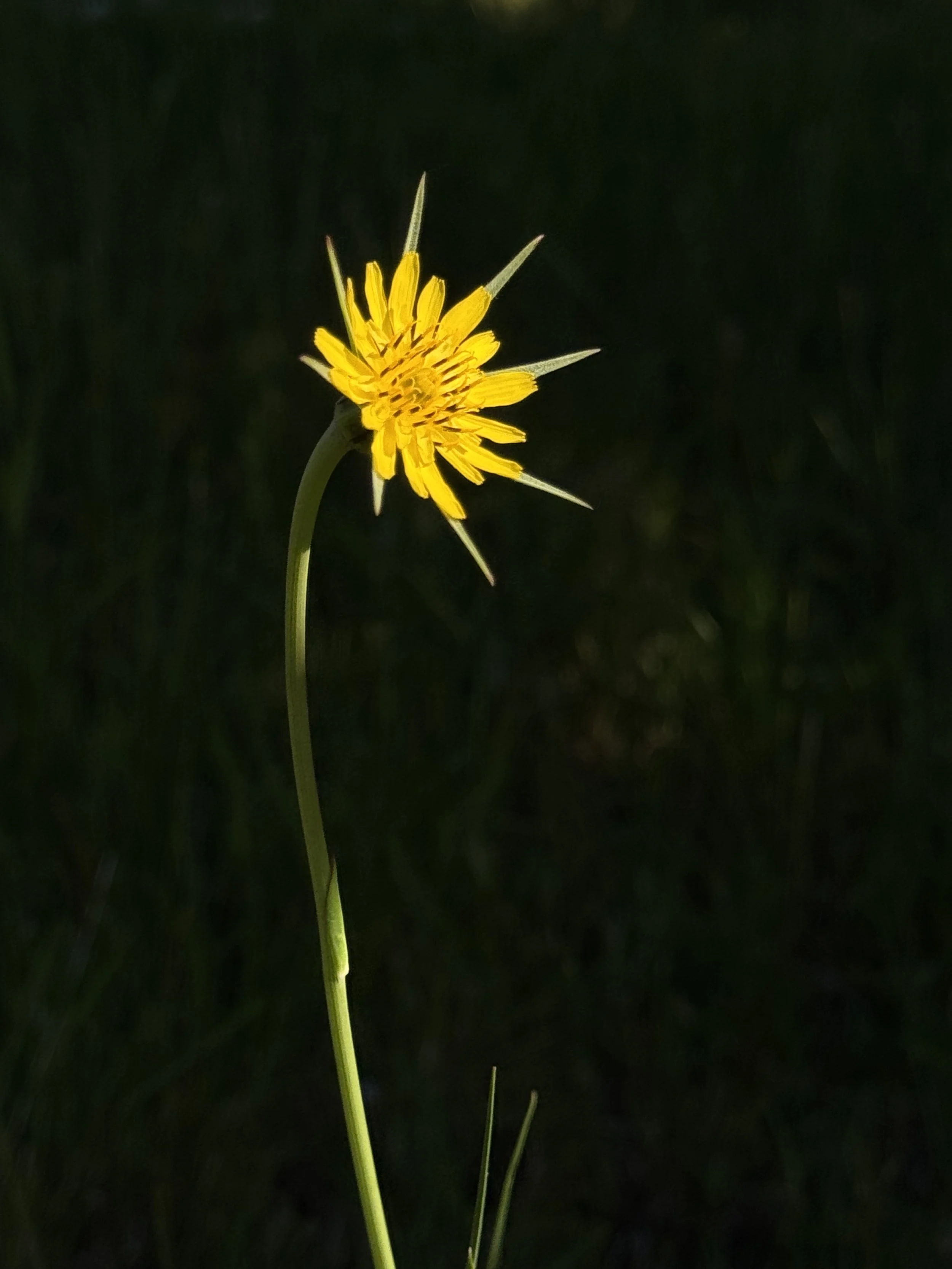 Flower Power!