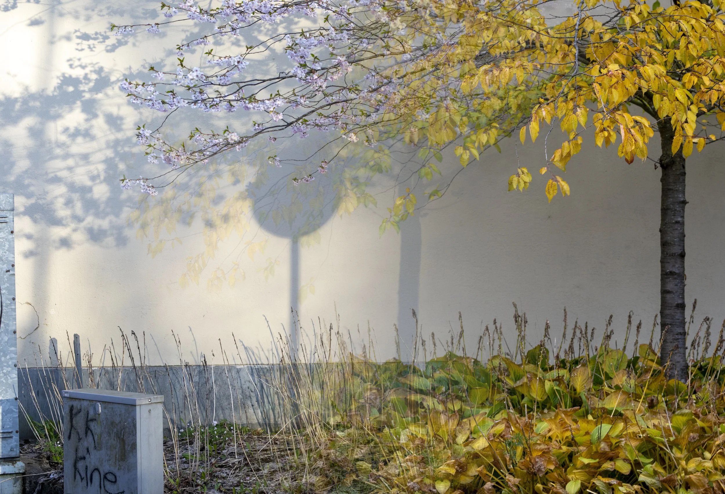 körsbärsträd_dyptique copy.jpg