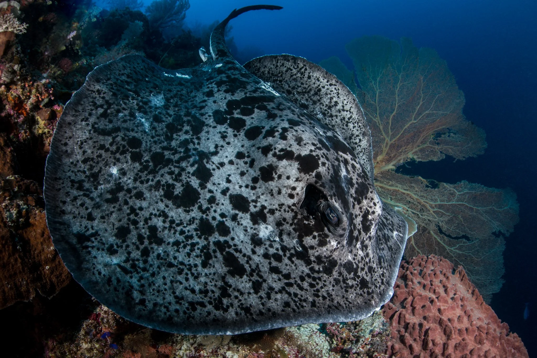 A spotted ray resting on a coral reef in the ocean with sea fans and colorful coral in the background.